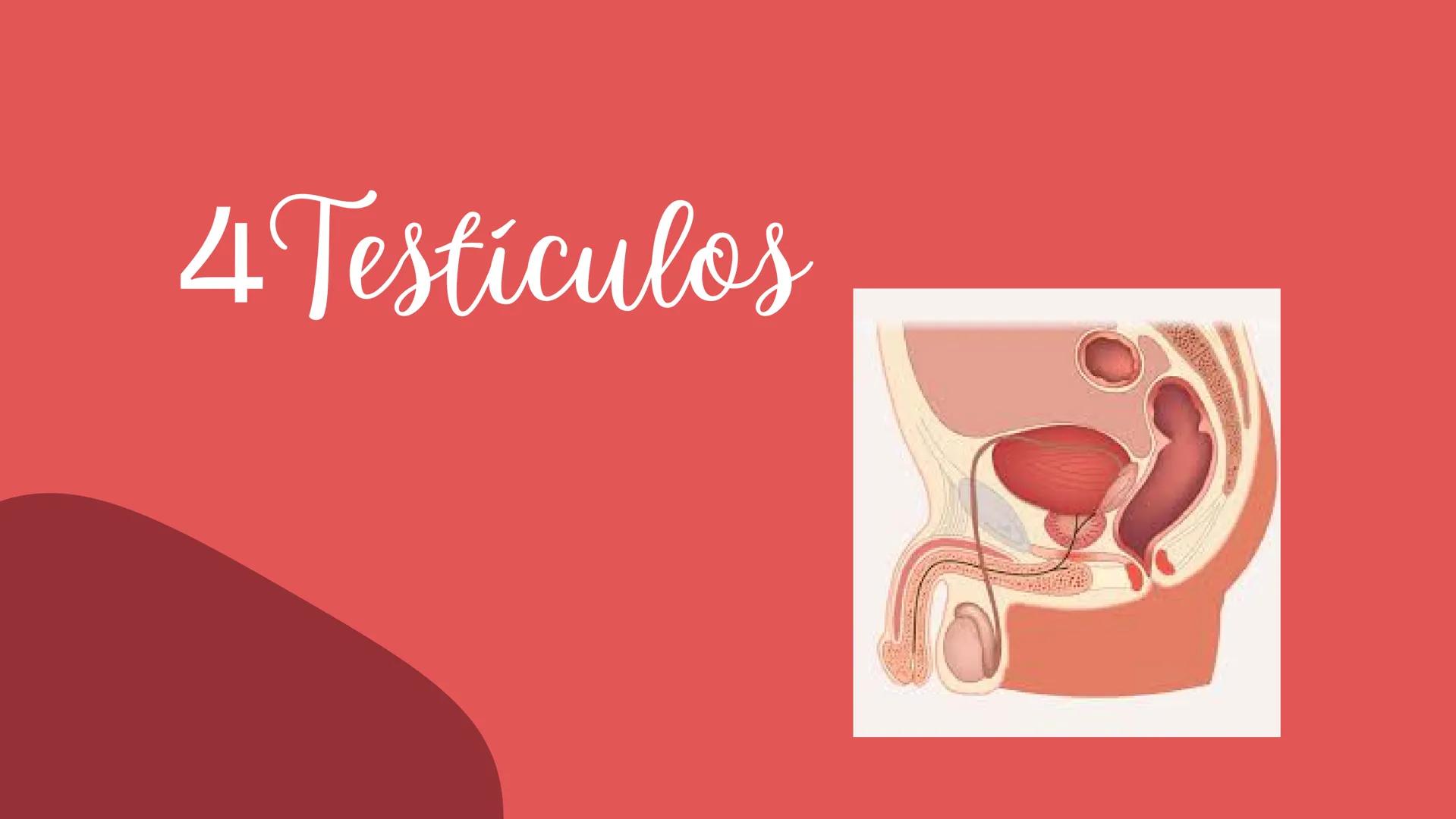 # Sistema
# ENDOCRINO
"La fábrica de las hormonas" 1. Introducción
2. Sistema endocrino
3. Glándula
4. Hormona
5. Glándula pineal
6. Hipóf