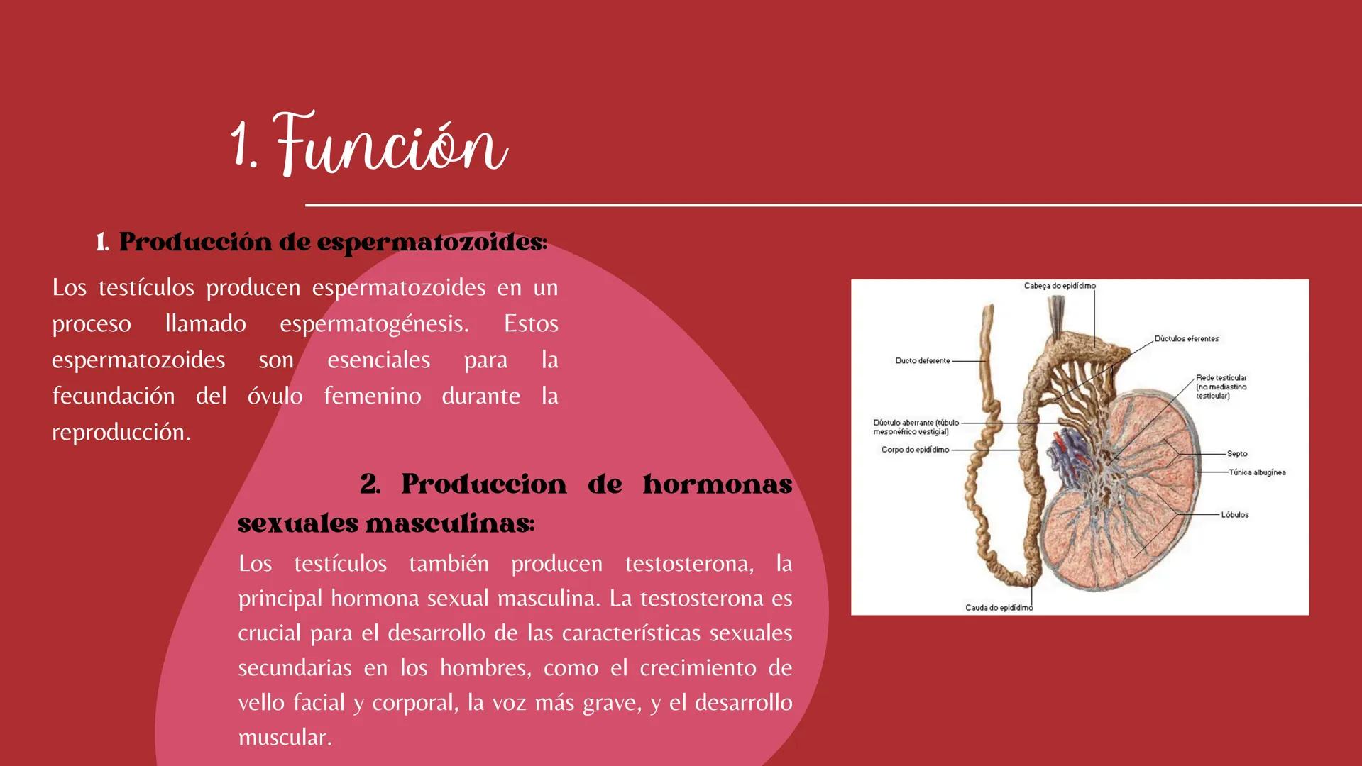 # Sistema
# ENDOCRINO
"La fábrica de las hormonas" 1. Introducción
2. Sistema endocrino
3. Glándula
4. Hormona
5. Glándula pineal
6. Hipóf