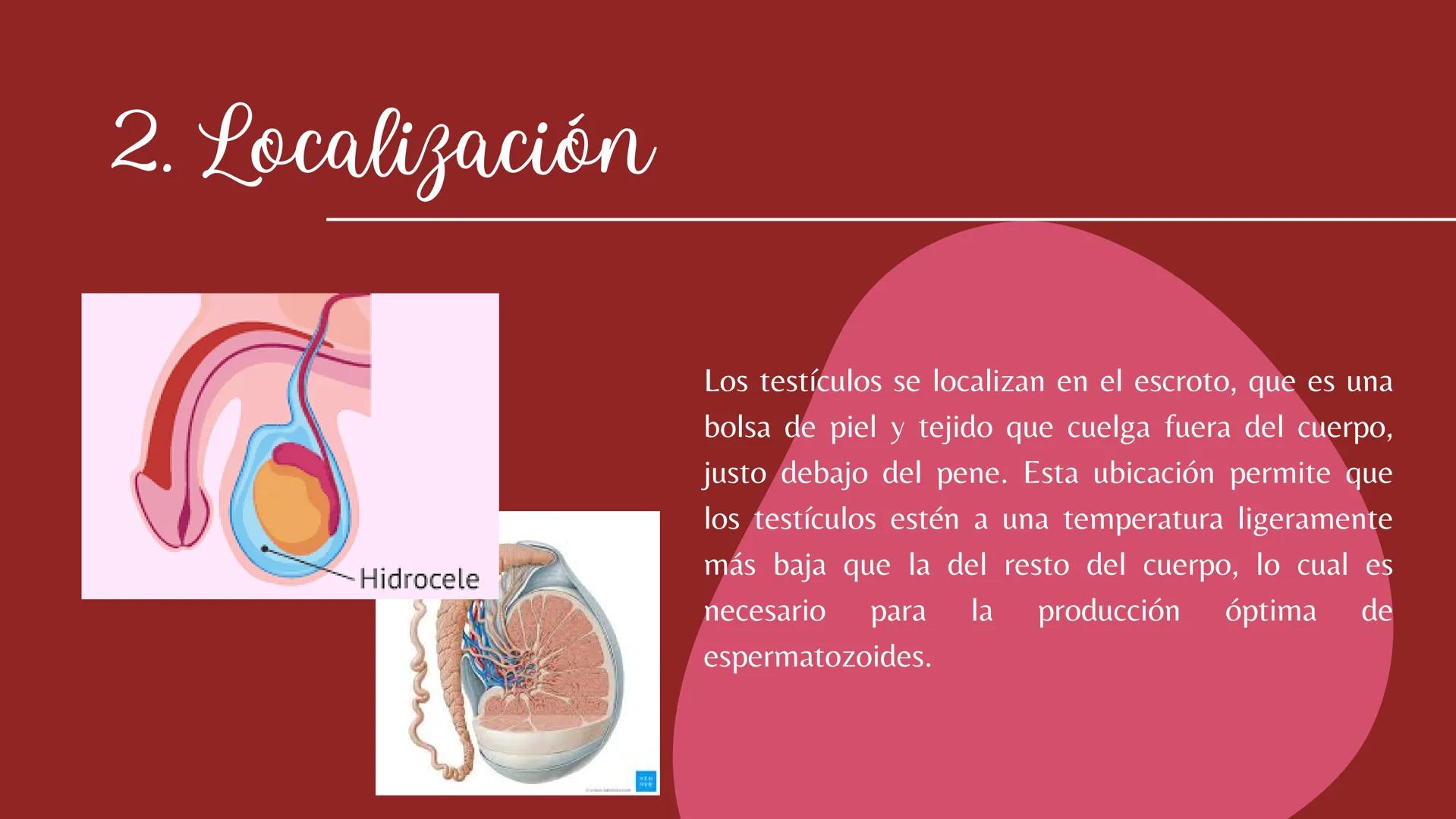 # Sistema
# ENDOCRINO
"La fábrica de las hormonas" 1. Introducción
2. Sistema endocrino
3. Glándula
4. Hormona
5. Glándula pineal
6. Hipóf