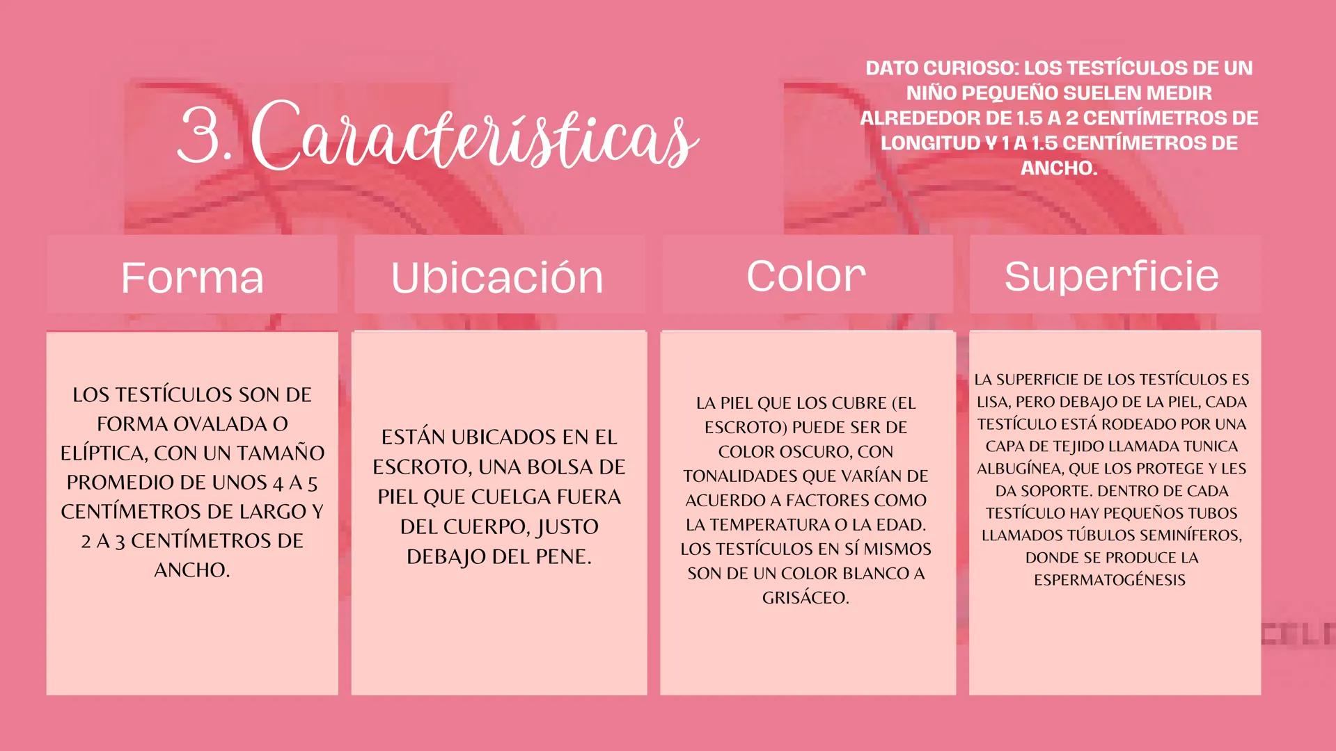 # Sistema
# ENDOCRINO
"La fábrica de las hormonas" 1. Introducción
2. Sistema endocrino
3. Glándula
4. Hormona
5. Glándula pineal
6. Hipóf