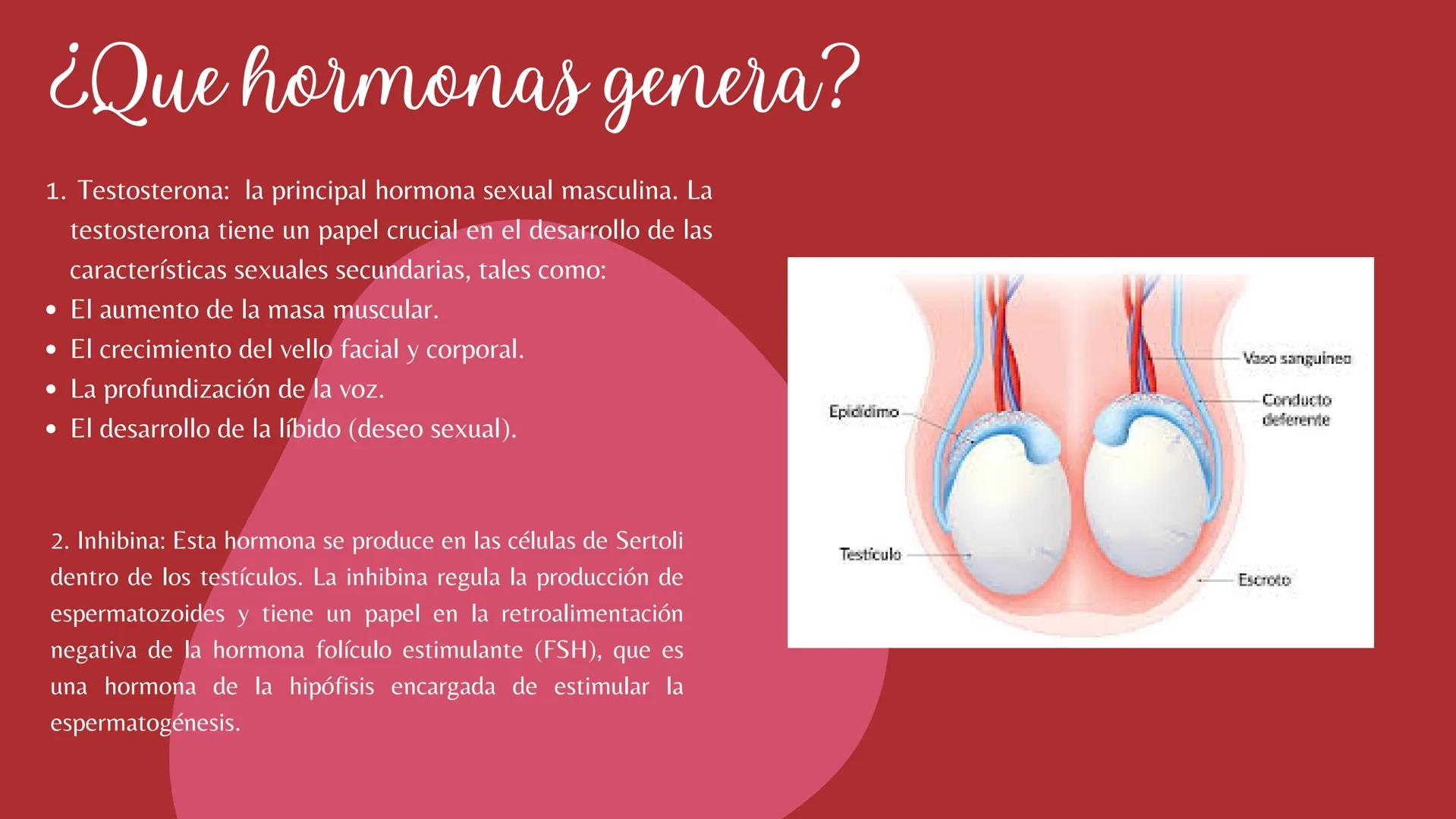 # Sistema
# ENDOCRINO
"La fábrica de las hormonas" 1. Introducción
2. Sistema endocrino
3. Glándula
4. Hormona
5. Glándula pineal
6. Hipóf