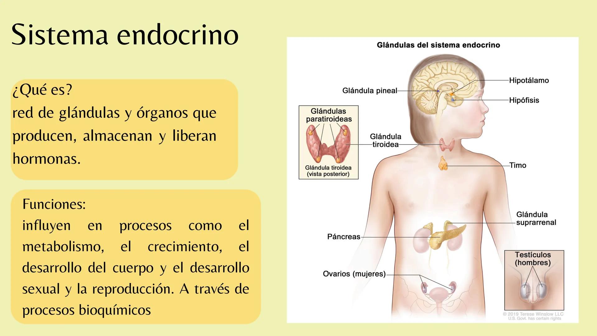 # Sistema
# ENDOCRINO
"La fábrica de las hormonas" 1. Introducción
2. Sistema endocrino
3. Glándula
4. Hormona
5. Glándula pineal
6. Hipóf