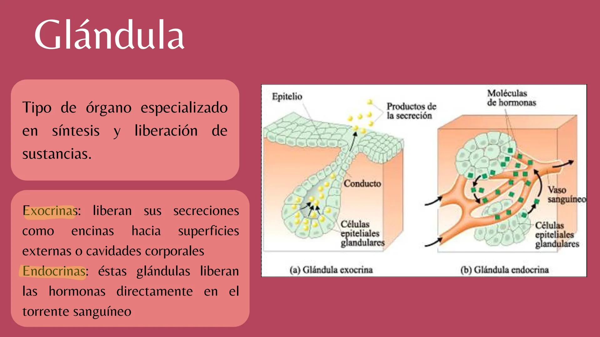 # Sistema
# ENDOCRINO
"La fábrica de las hormonas" 1. Introducción
2. Sistema endocrino
3. Glándula
4. Hormona
5. Glándula pineal
6. Hipóf
