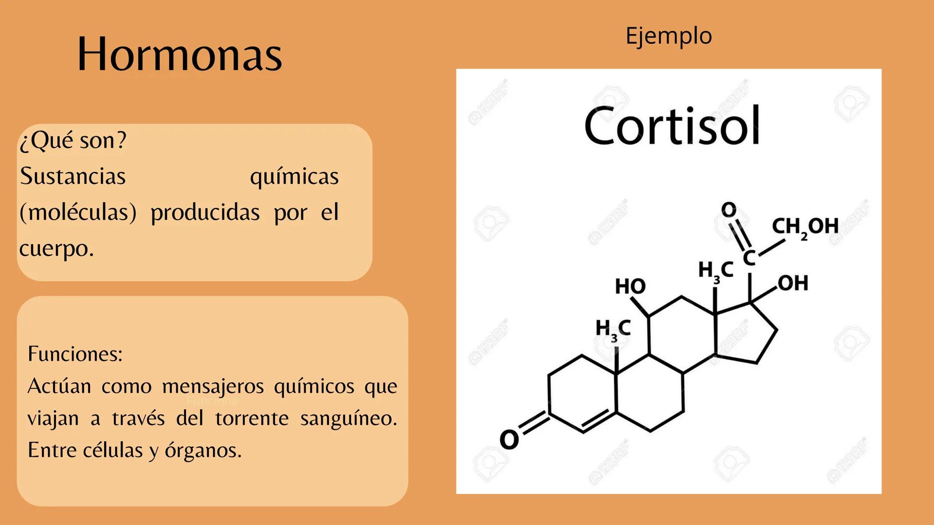 # Sistema
# ENDOCRINO
"La fábrica de las hormonas" 1. Introducción
2. Sistema endocrino
3. Glándula
4. Hormona
5. Glándula pineal
6. Hipóf