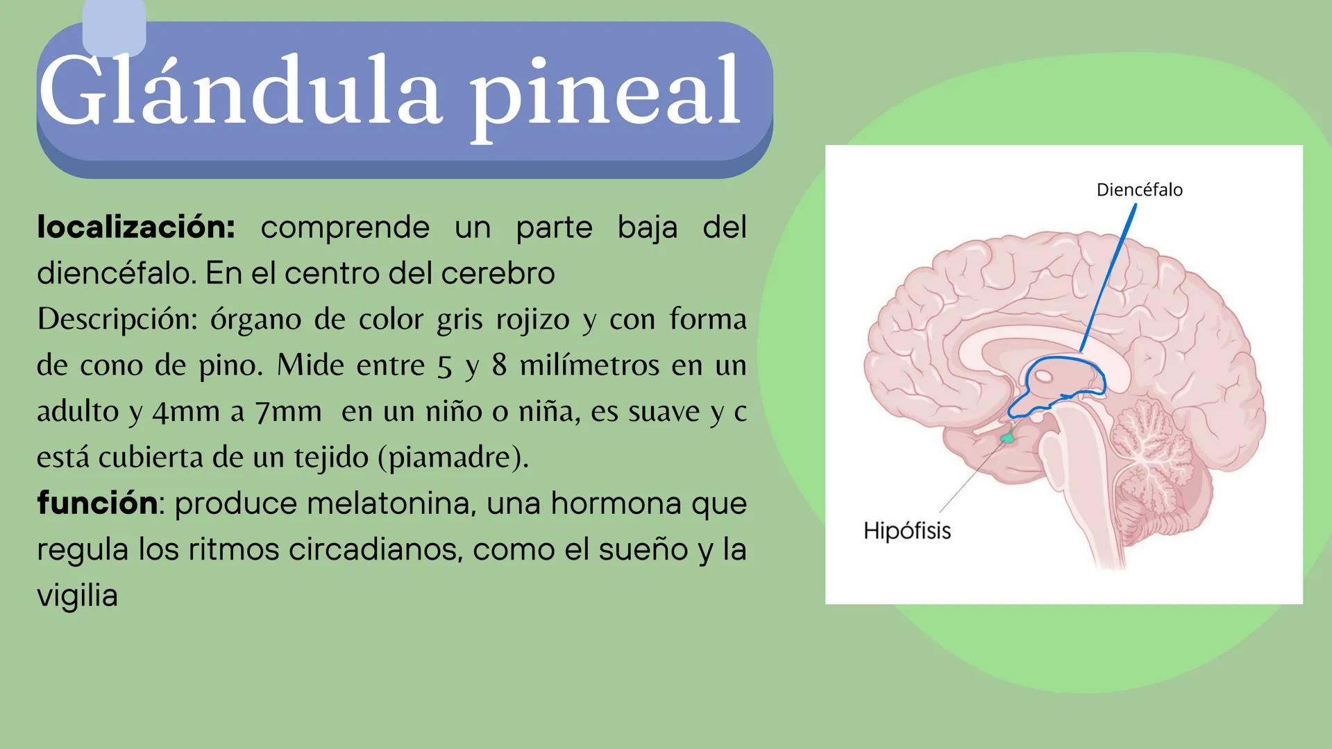 # Sistema
# ENDOCRINO
"La fábrica de las hormonas" 1. Introducción
2. Sistema endocrino
3. Glándula
4. Hormona
5. Glándula pineal
6. Hipóf