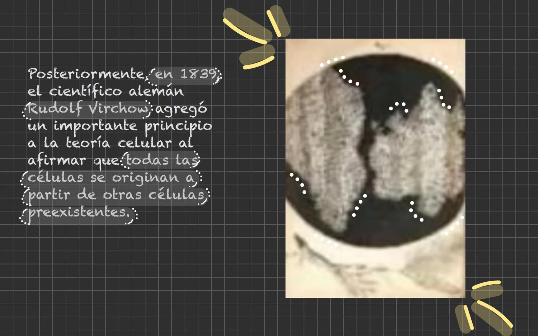 # Célula animal Descubrimiento de la
célula animal El descubrimiento de la
célula animal es un hito
importante en la historia de
La biología