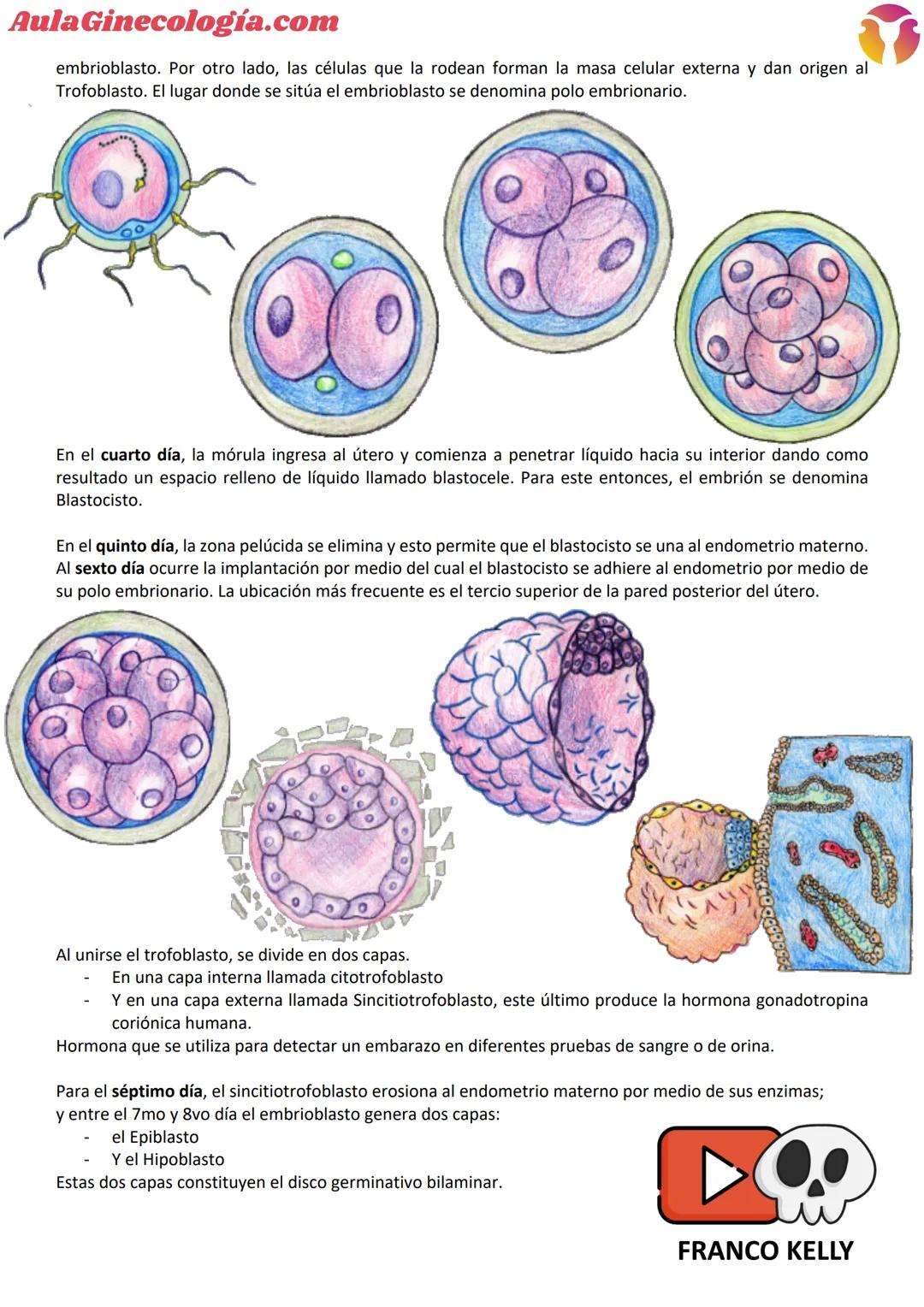 # Aula Ginecología.com
# INTRODUCCIÓN A LA EMBRIOLOGÍA
La Embriología es la ciencia que estudia todos los
cambios que ocurren en la formació