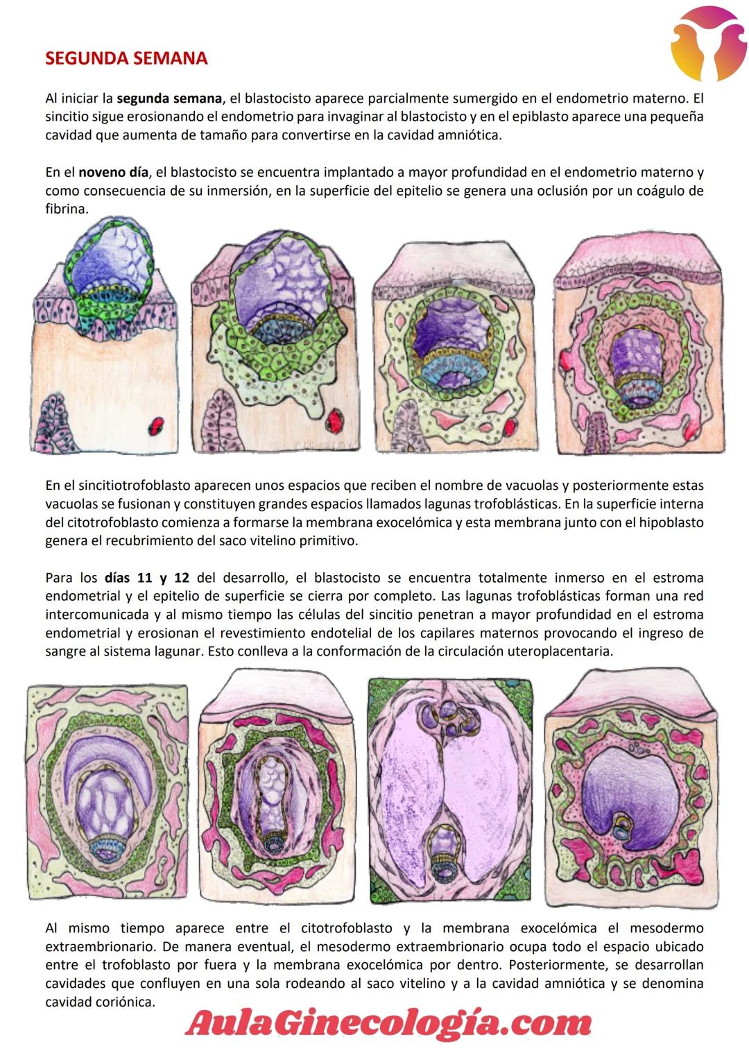 # Aula Ginecología.com
# INTRODUCCIÓN A LA EMBRIOLOGÍA
La Embriología es la ciencia que estudia todos los
cambios que ocurren en la formació