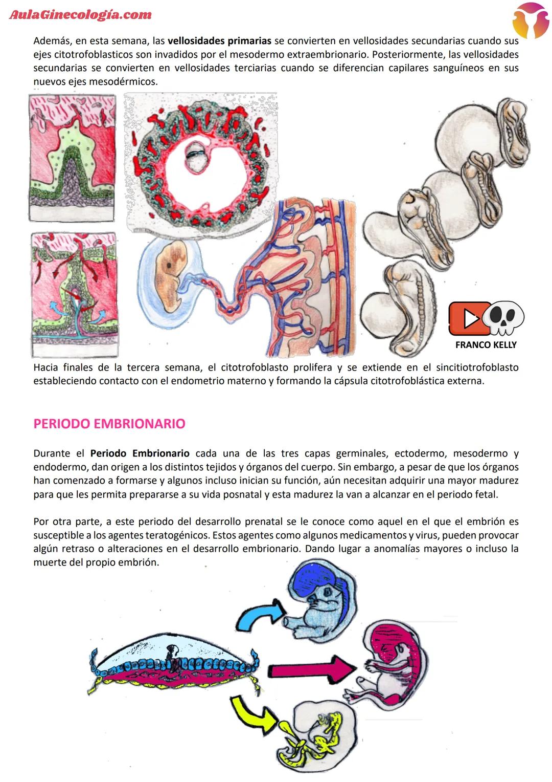 # Aula Ginecología.com
# INTRODUCCIÓN A LA EMBRIOLOGÍA
La Embriología es la ciencia que estudia todos los
cambios que ocurren en la formació