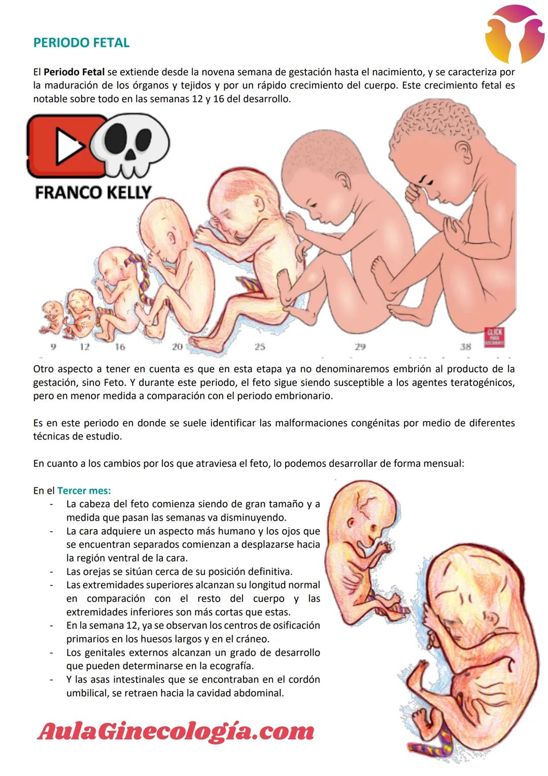 # Aula Ginecología.com
# INTRODUCCIÓN A LA EMBRIOLOGÍA
La Embriología es la ciencia que estudia todos los
cambios que ocurren en la formació