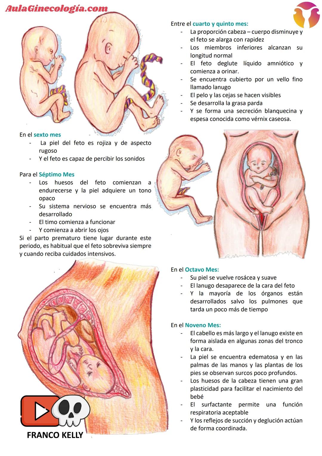 # Aula Ginecología.com
# INTRODUCCIÓN A LA EMBRIOLOGÍA
La Embriología es la ciencia que estudia todos los
cambios que ocurren en la formació