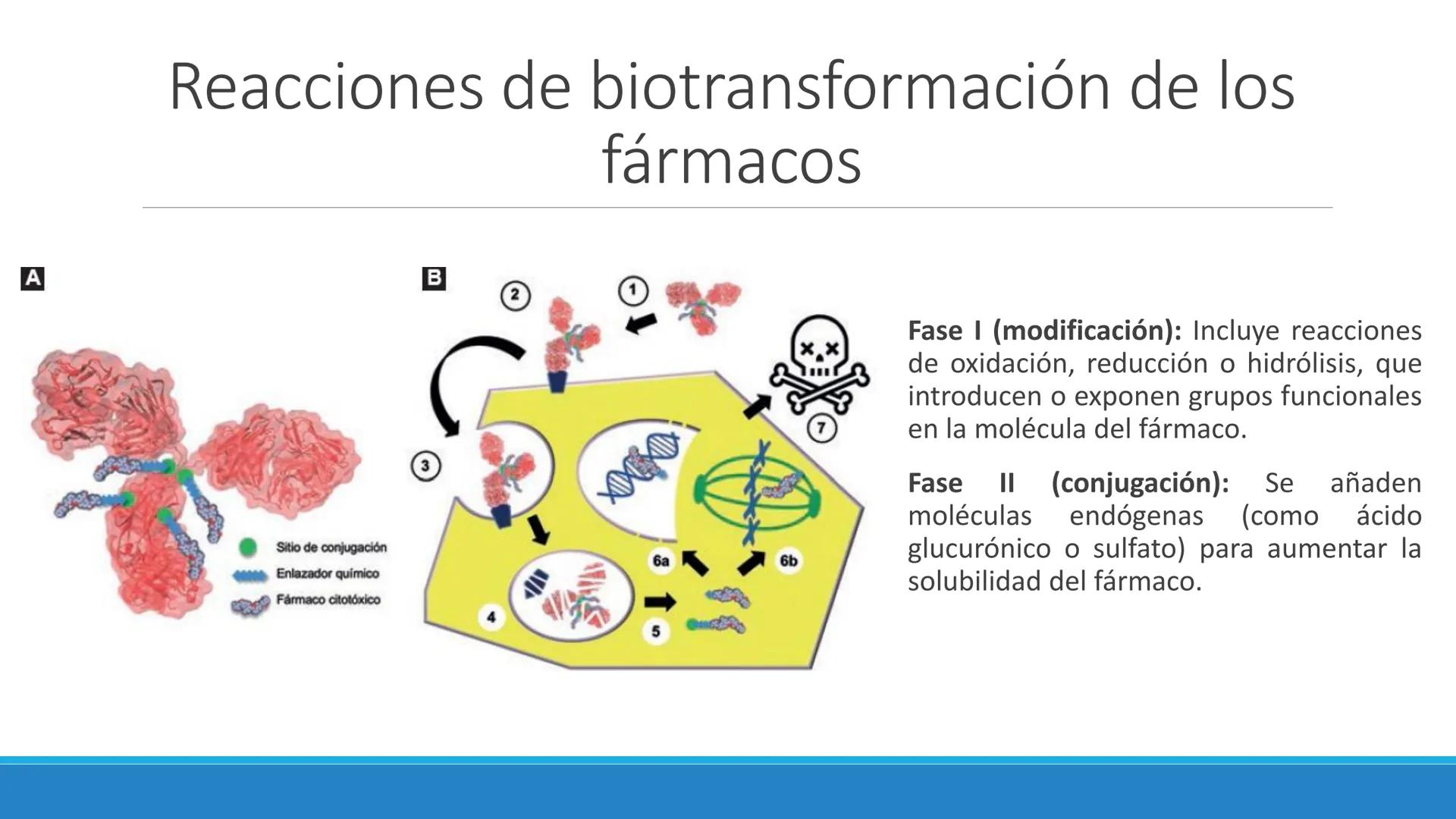 # Farmacocinética
FARMACOLOGÍA, NUTRICIÓN
DR. EN C. JORGE JUAN ALBERTO BACA ALONSO
0
JERSIDAD
autono
a
aguascalIENTES
ய
+1! # Farmacociné