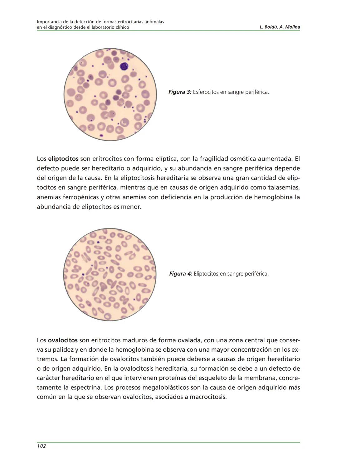 Fundación JL Castaño
SEQC ML
Sociedad Española de Medicina de Laboratorio
2019-2020
SEQC
CURSO DE EDUCACIÓN CONTINUADA EN EL LABORATORIO C