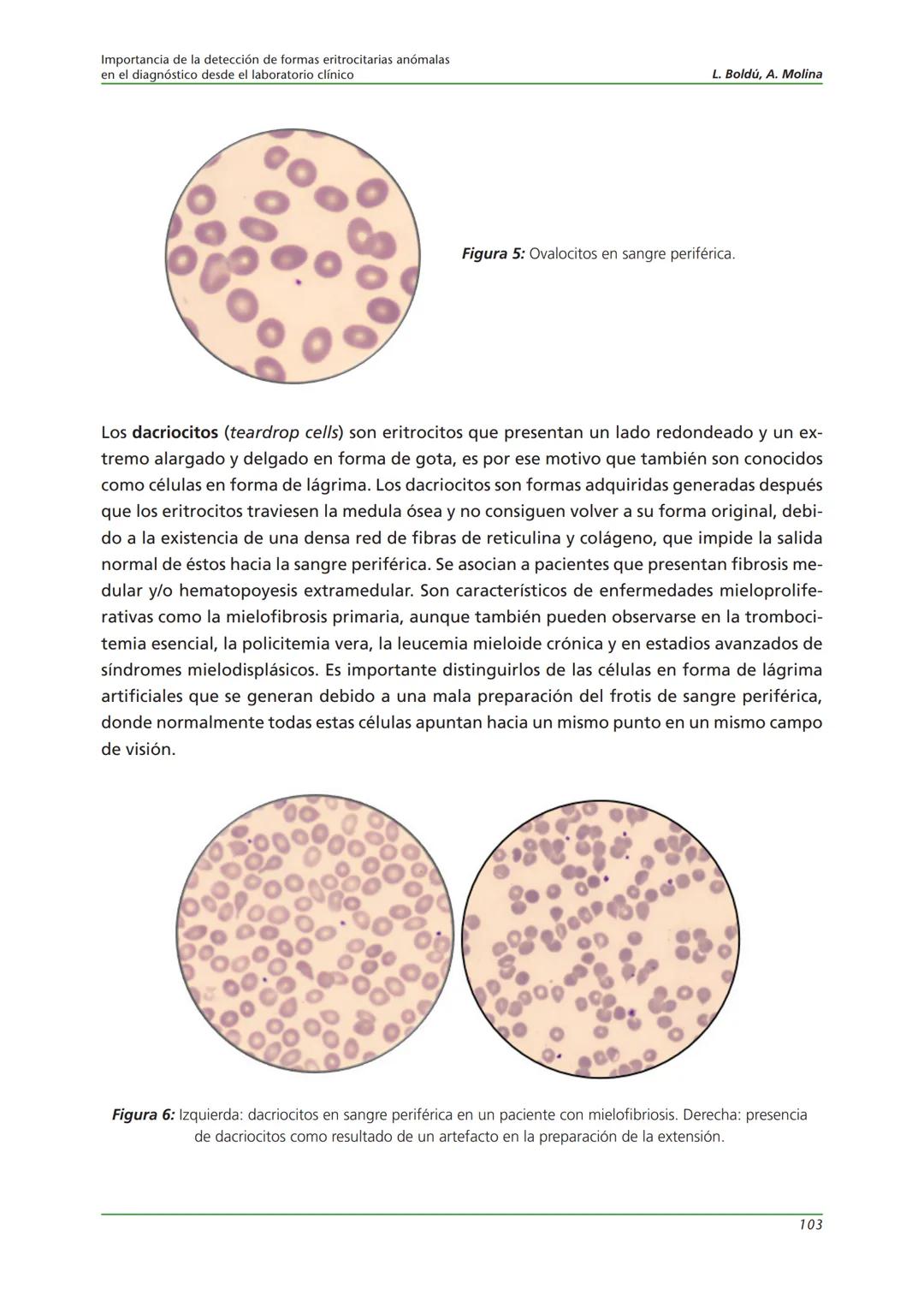 Fundación JL Castaño
SEQC ML
Sociedad Española de Medicina de Laboratorio
2019-2020
SEQC
CURSO DE EDUCACIÓN CONTINUADA EN EL LABORATORIO C