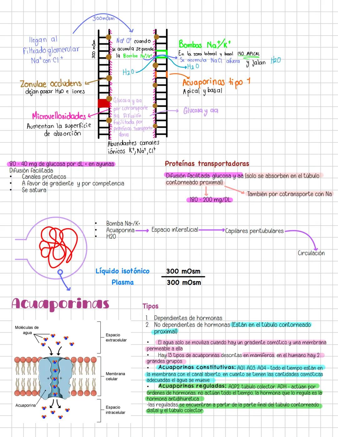 # Liquidos corporales
# Fisiologia Renal
Componentes La función más importante de los riñones es controlar el liquido en el organismo, el