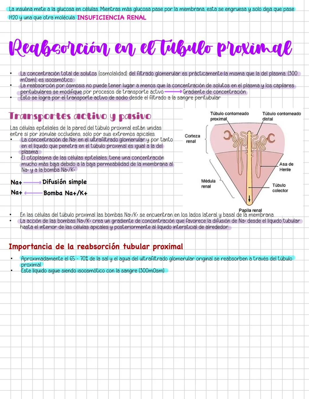# Liquidos corporales
# Fisiologia Renal
Componentes La función más importante de los riñones es controlar el liquido en el organismo, el