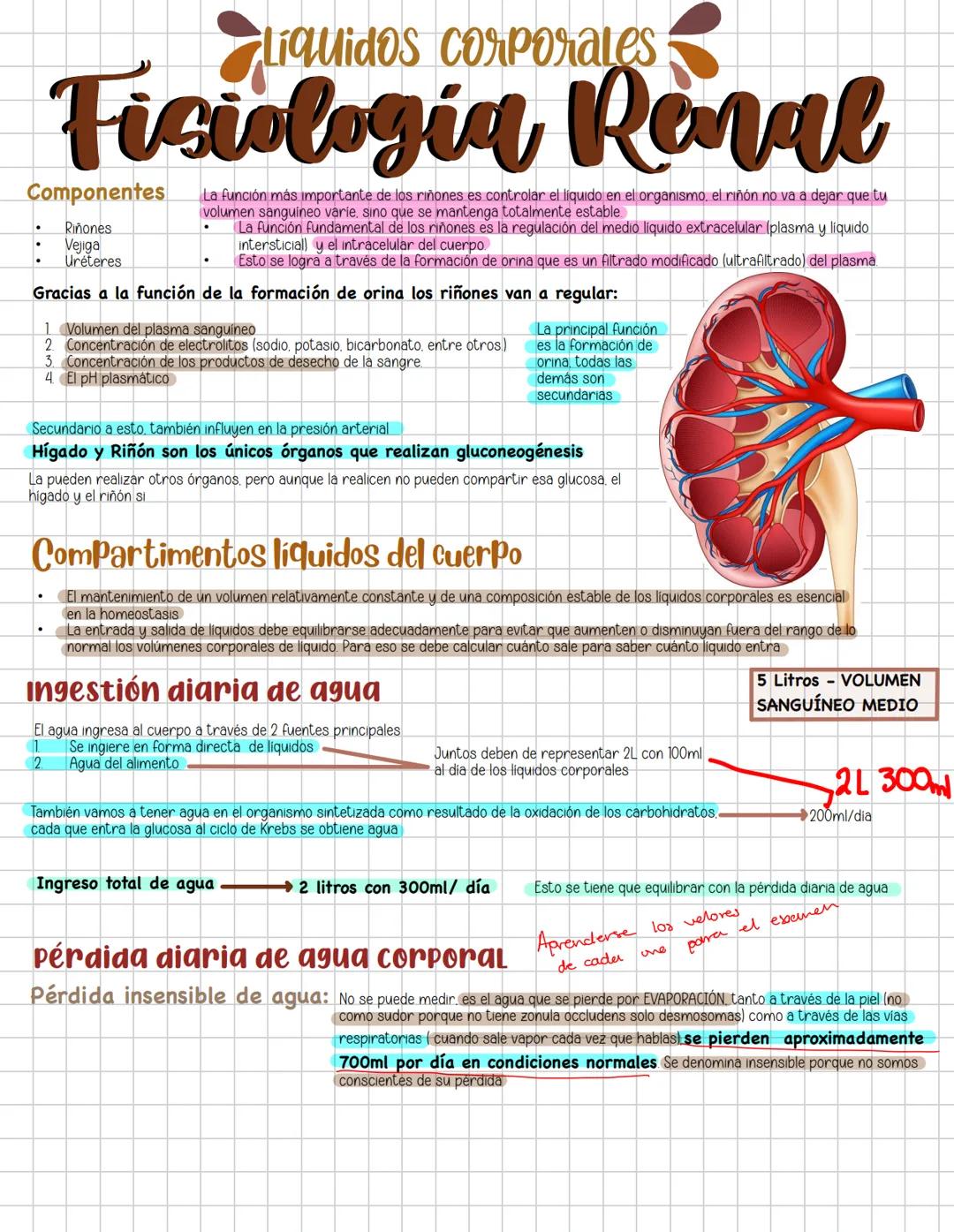 # Liquidos corporales
# Fisiologia Renal
Componentes La función más importante de los riñones es controlar el liquido en el organismo, el