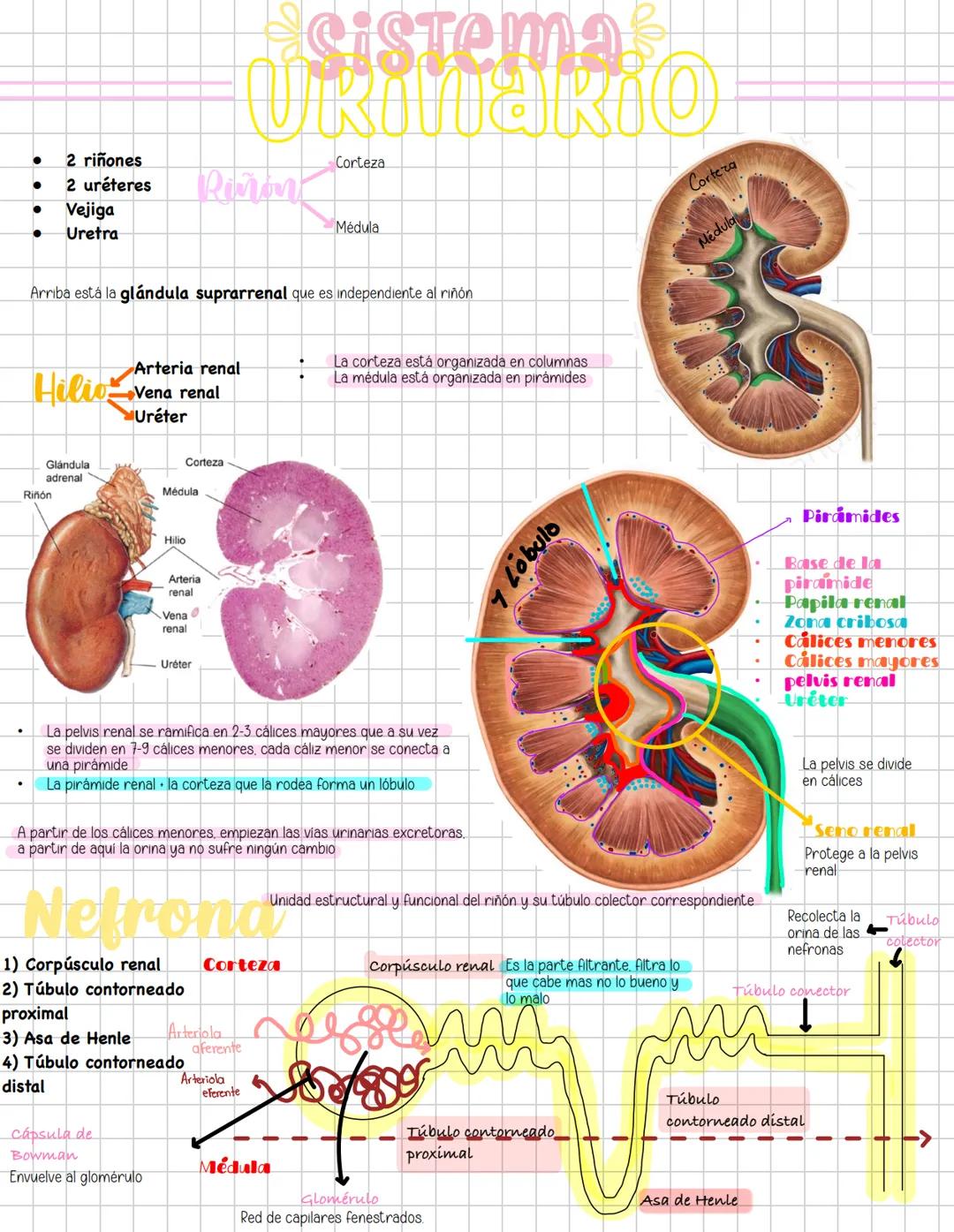 # Liquidos corporales
# Fisiologia Renal
Componentes La función más importante de los riñones es controlar el liquido en el organismo, el