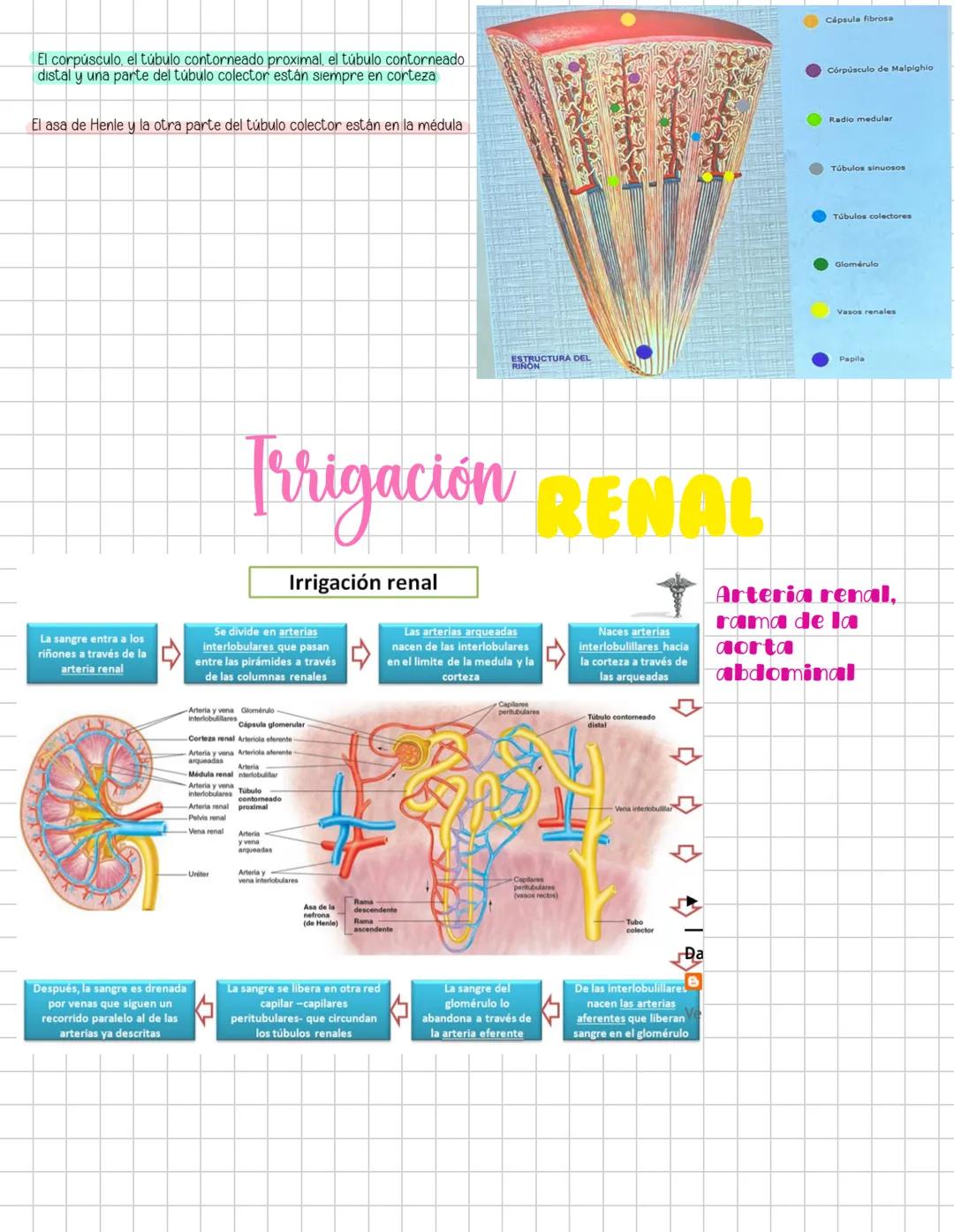 # Liquidos corporales
# Fisiologia Renal
Componentes La función más importante de los riñones es controlar el liquido en el organismo, el