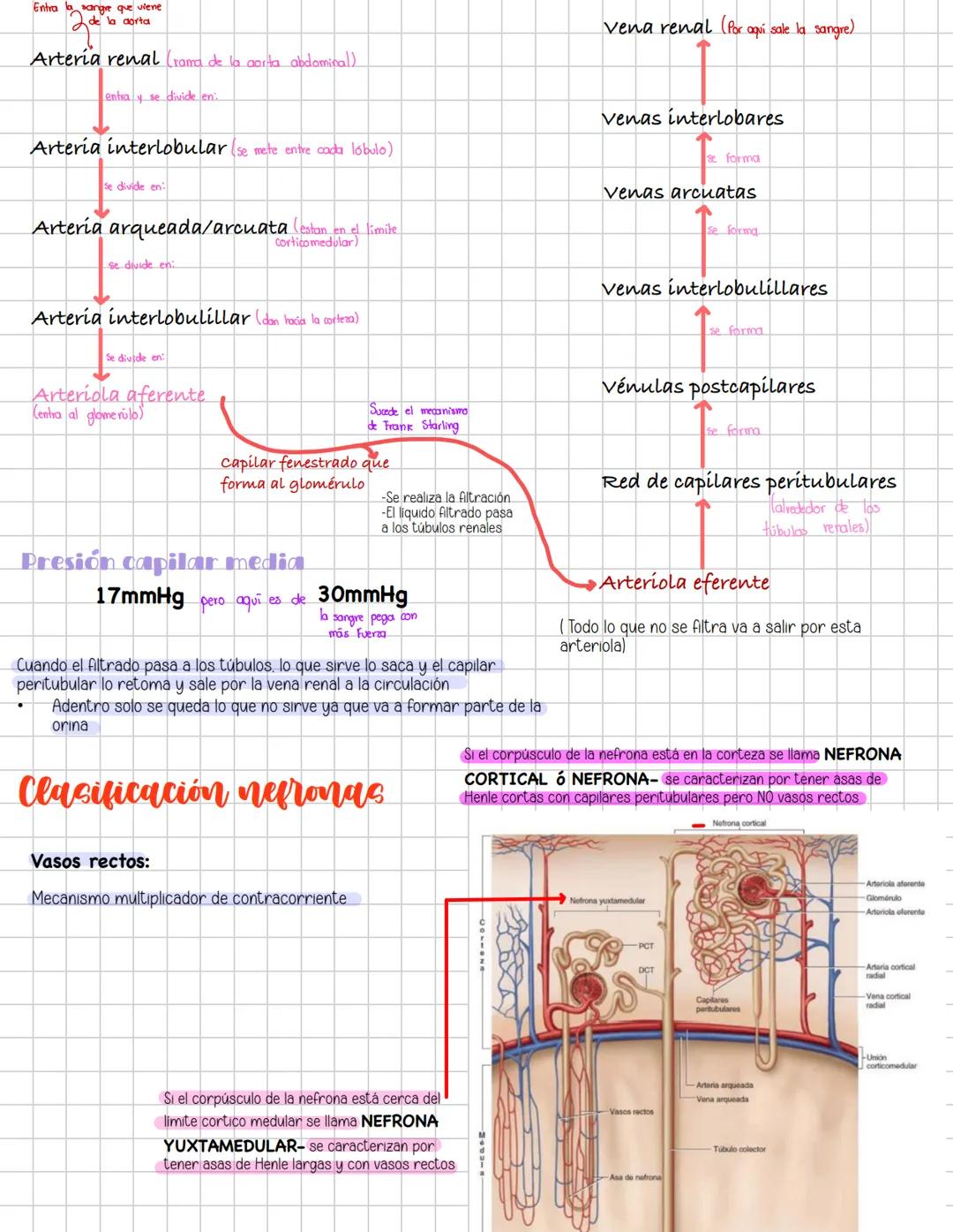 # Liquidos corporales
# Fisiologia Renal
Componentes La función más importante de los riñones es controlar el liquido en el organismo, el
