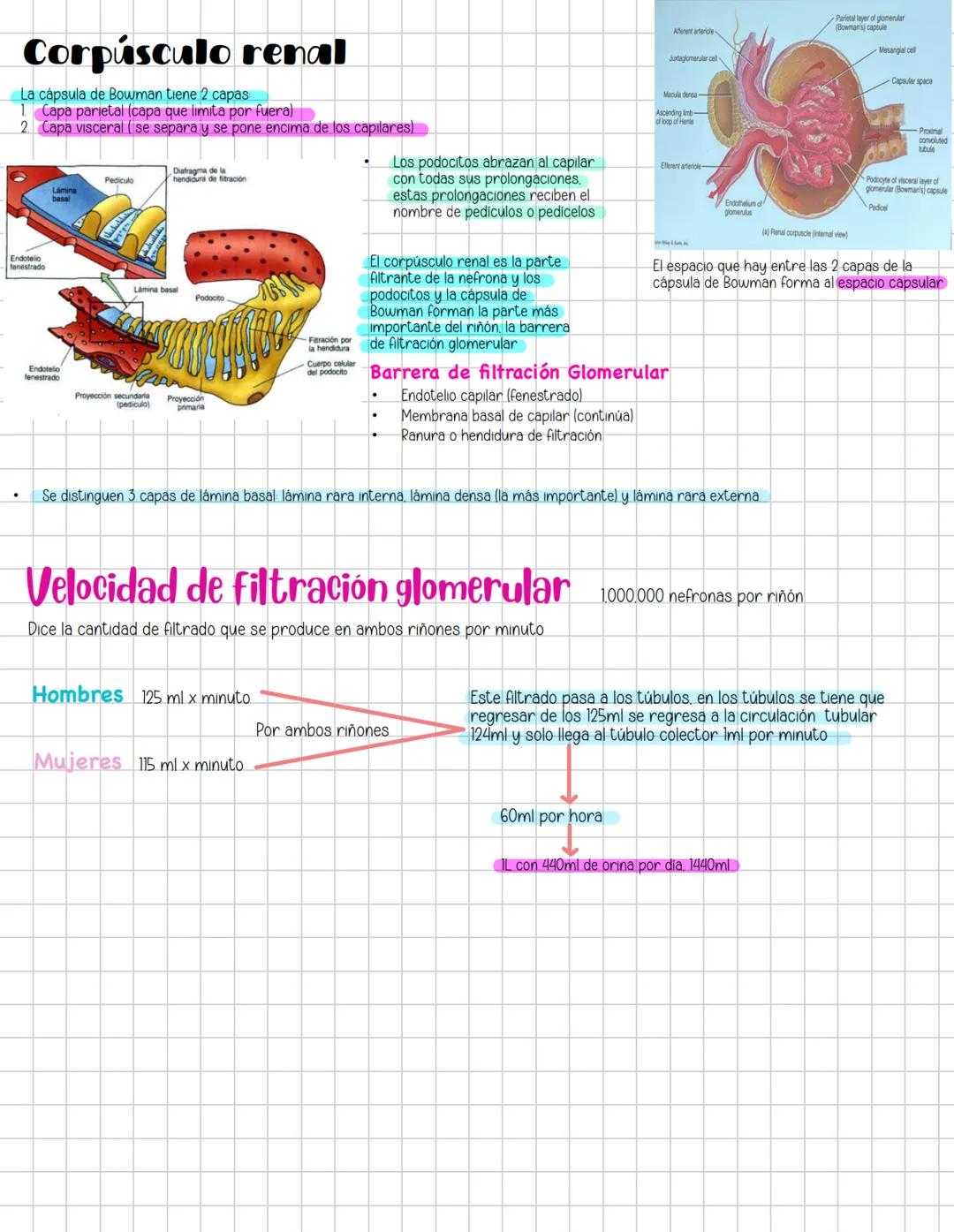 # Liquidos corporales
# Fisiologia Renal
Componentes La función más importante de los riñones es controlar el liquido en el organismo, el