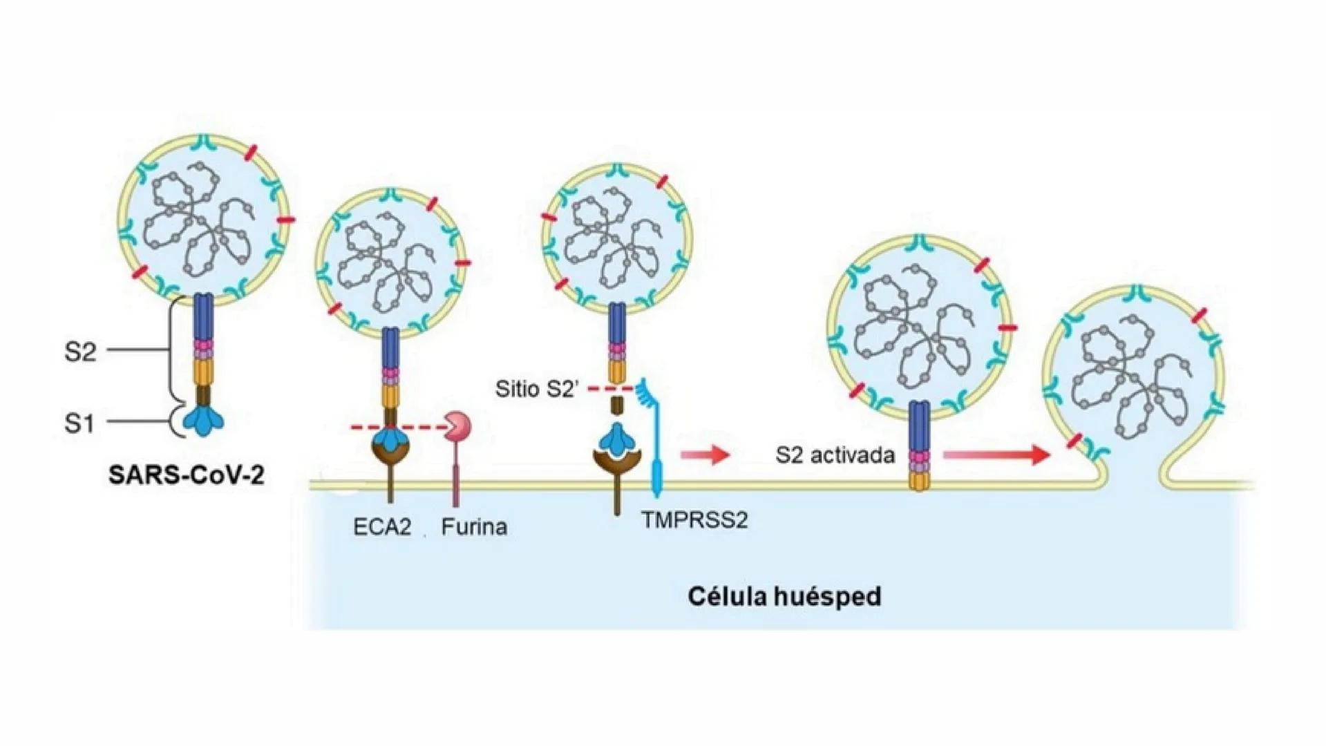 UATX
UNIVERSIDAD AUTÓNOMA DE TLAXCALA
COVID-19
- Sandra Isamar Pérez Zárate
- Diana Laura George Muñoz
- Valeria Martínez Pérez
- Ana Belén