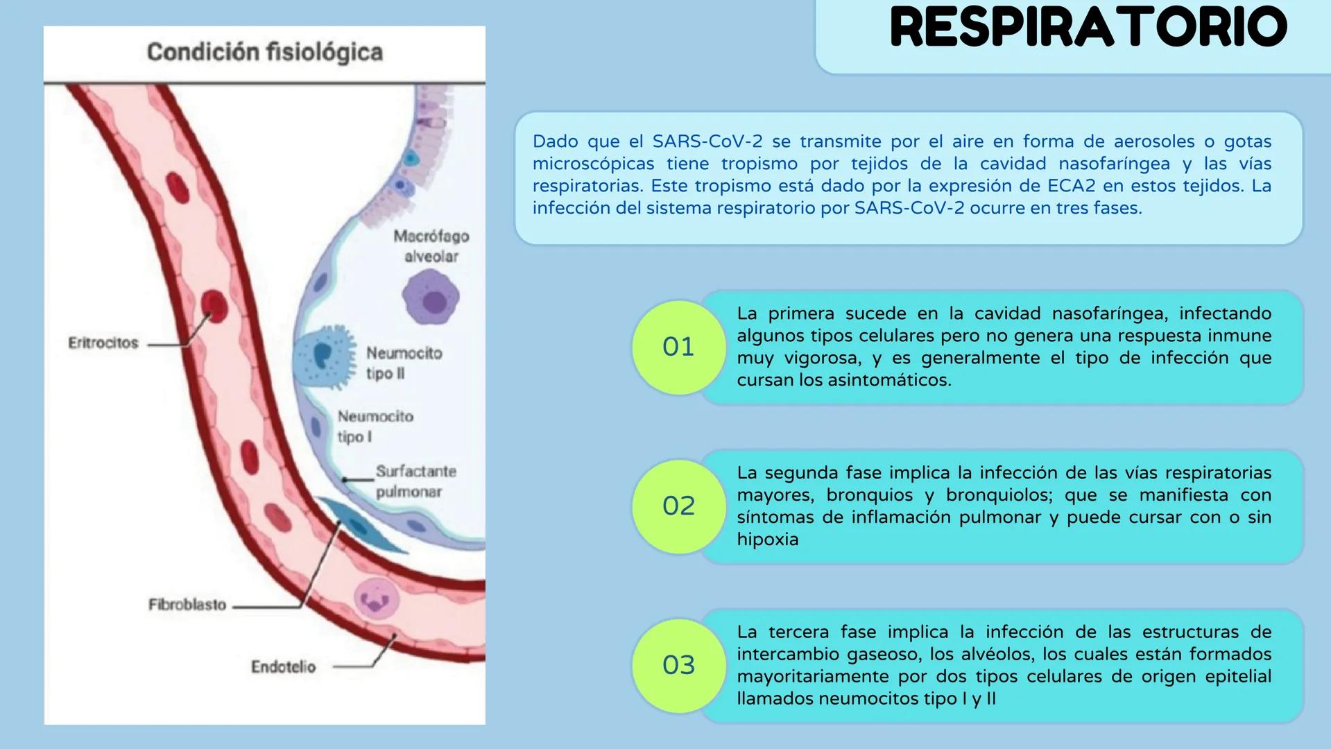 UATX
UNIVERSIDAD AUTÓNOMA DE TLAXCALA
COVID-19
- Sandra Isamar Pérez Zárate
- Diana Laura George Muñoz
- Valeria Martínez Pérez
- Ana Belén
