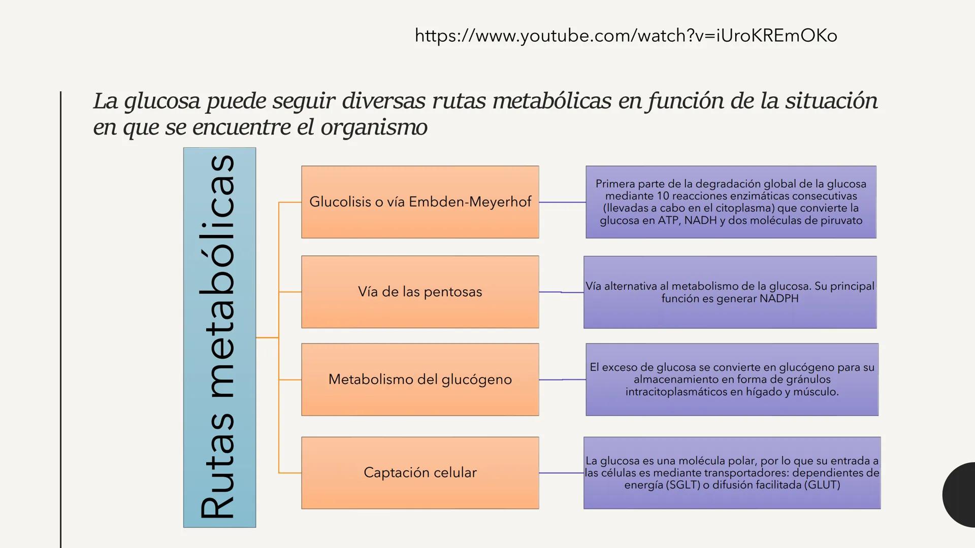 # CARBOHIDRATOS Los carbohidratos (hidratos de carbono)
incluyen azúcares, glucógeno, almidones y
celulosa. Si bien son un grupo grande y di