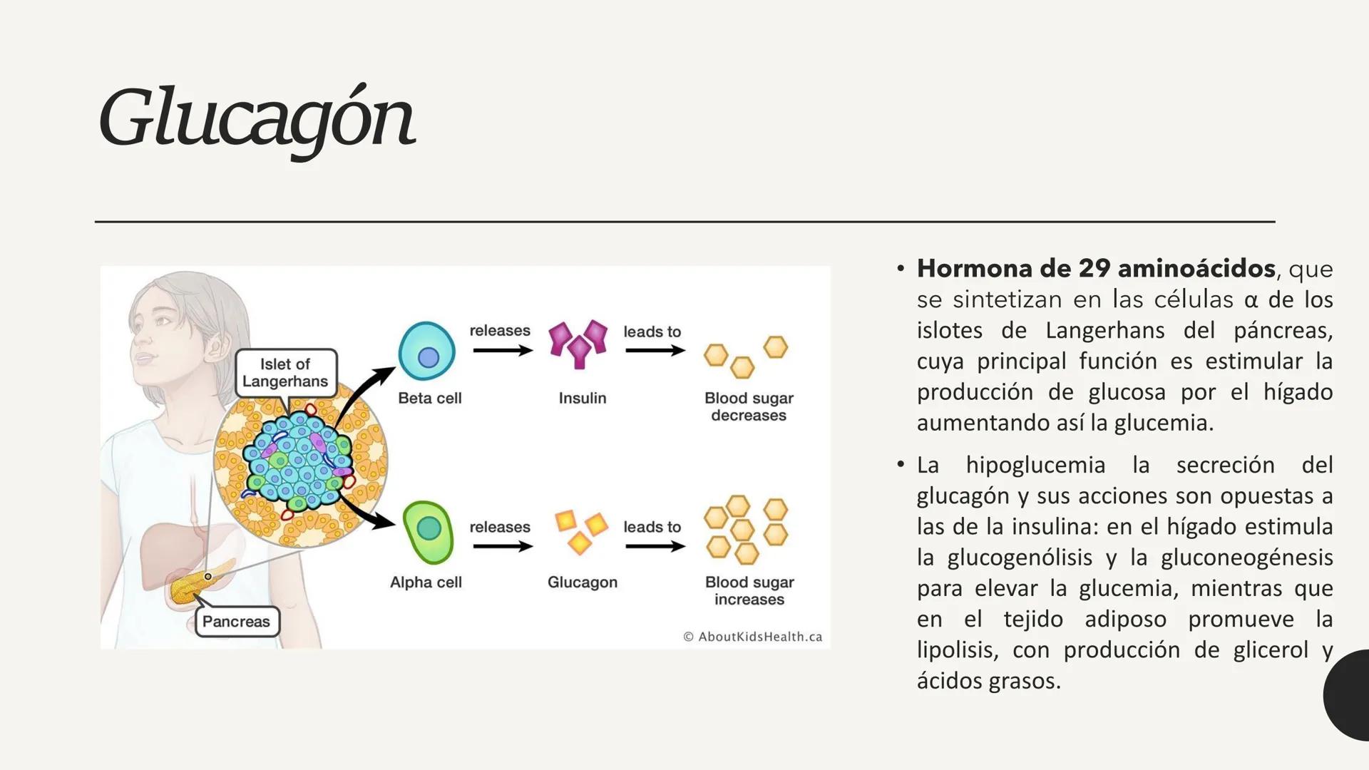 # CARBOHIDRATOS Los carbohidratos (hidratos de carbono)
incluyen azúcares, glucógeno, almidones y
celulosa. Si bien son un grupo grande y di
