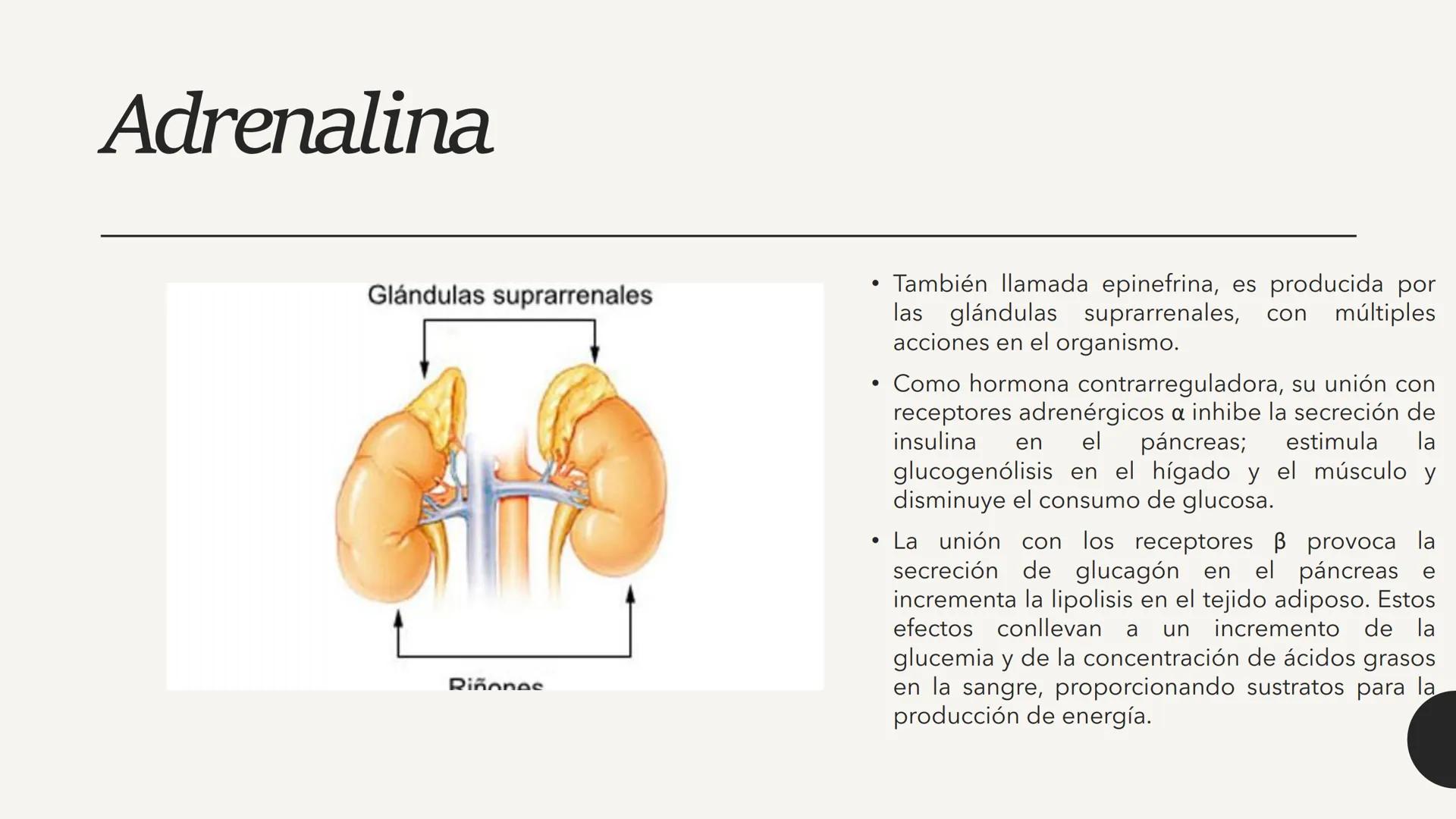 # CARBOHIDRATOS Los carbohidratos (hidratos de carbono)
incluyen azúcares, glucógeno, almidones y
celulosa. Si bien son un grupo grande y di