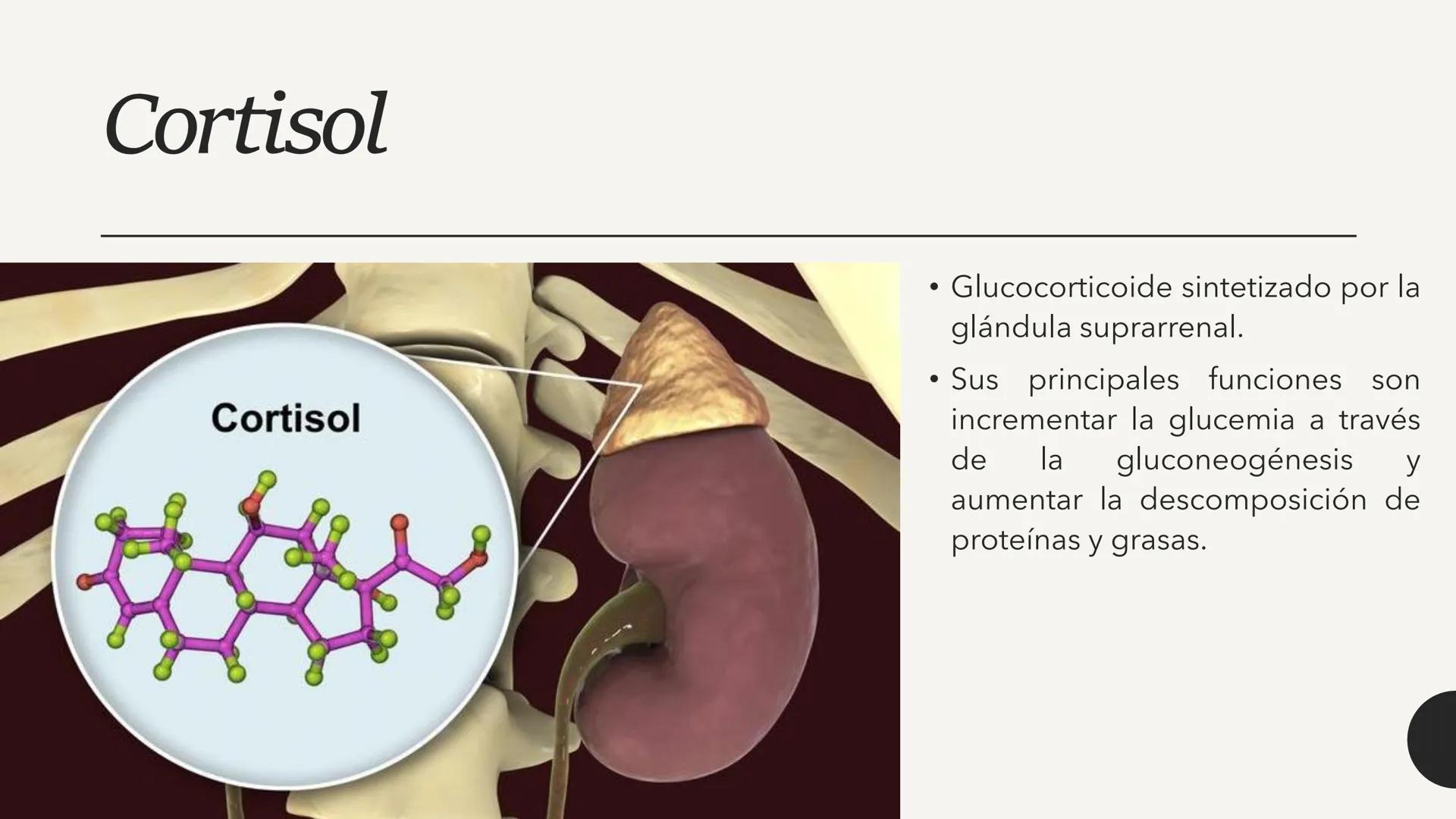 # CARBOHIDRATOS Los carbohidratos (hidratos de carbono)
incluyen azúcares, glucógeno, almidones y
celulosa. Si bien son un grupo grande y di