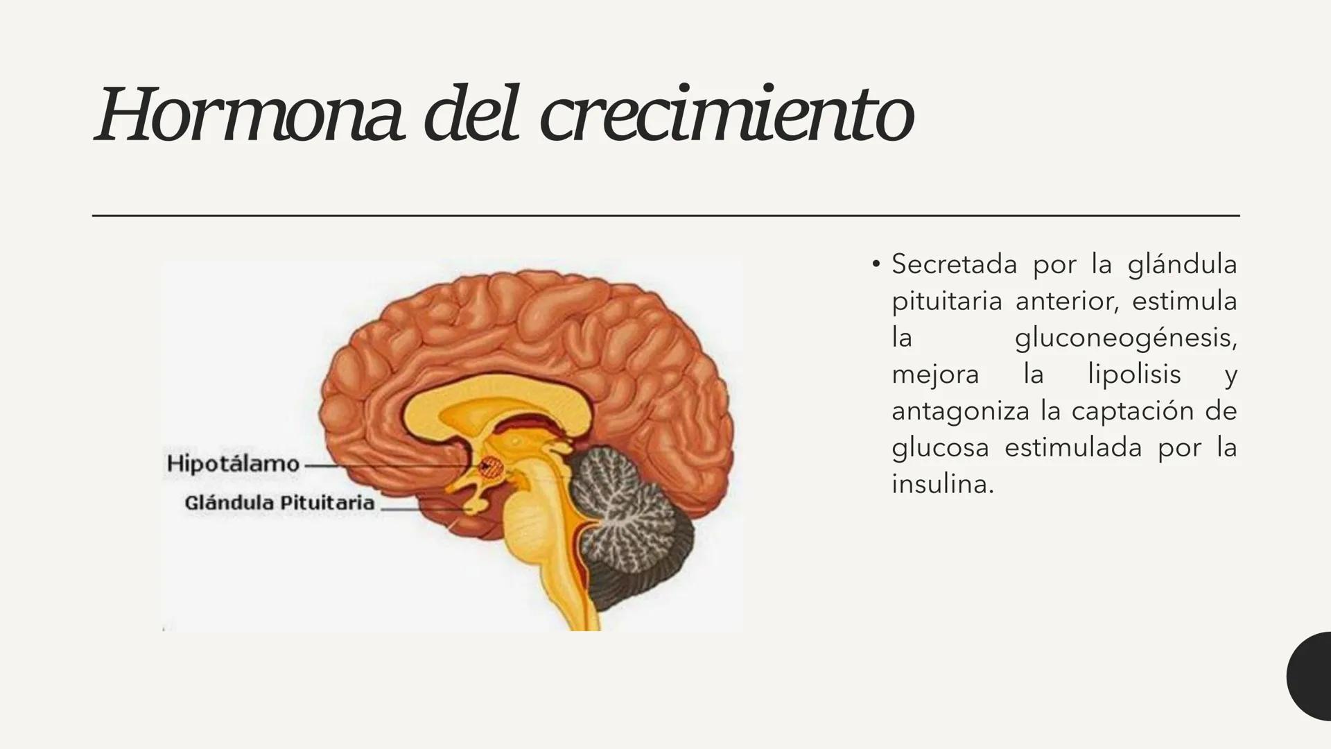 # CARBOHIDRATOS Los carbohidratos (hidratos de carbono)
incluyen azúcares, glucógeno, almidones y
celulosa. Si bien son un grupo grande y di
