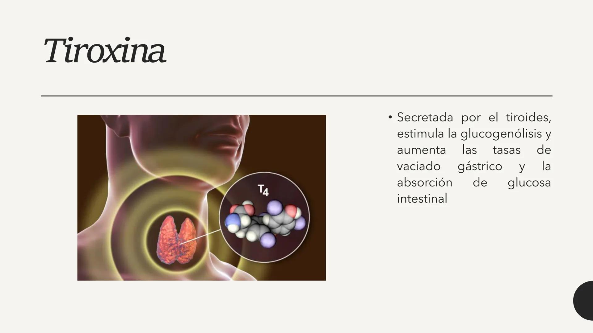 # CARBOHIDRATOS Los carbohidratos (hidratos de carbono)
incluyen azúcares, glucógeno, almidones y
celulosa. Si bien son un grupo grande y di