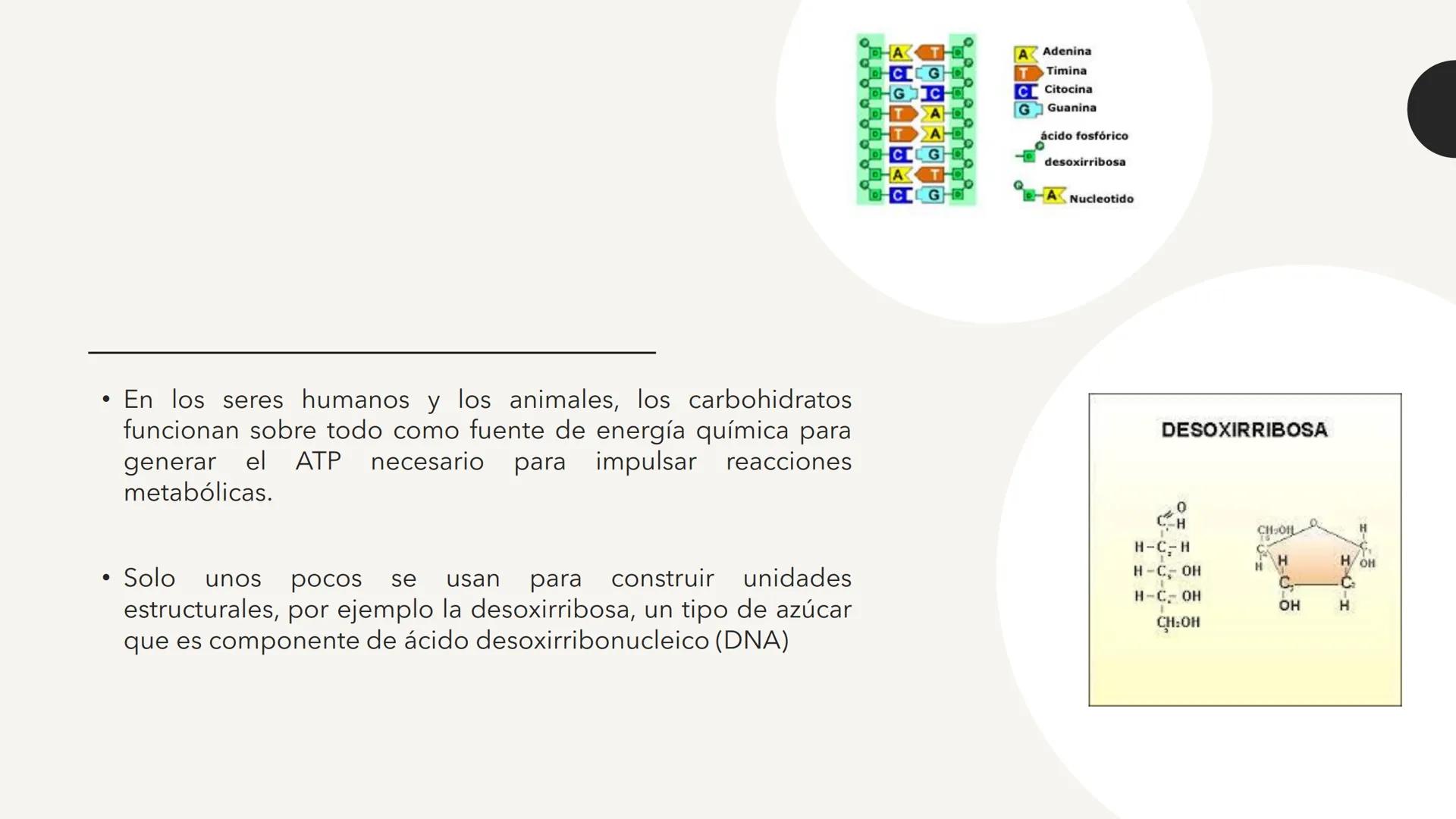 # CARBOHIDRATOS Los carbohidratos (hidratos de carbono)
incluyen azúcares, glucógeno, almidones y
celulosa. Si bien son un grupo grande y di