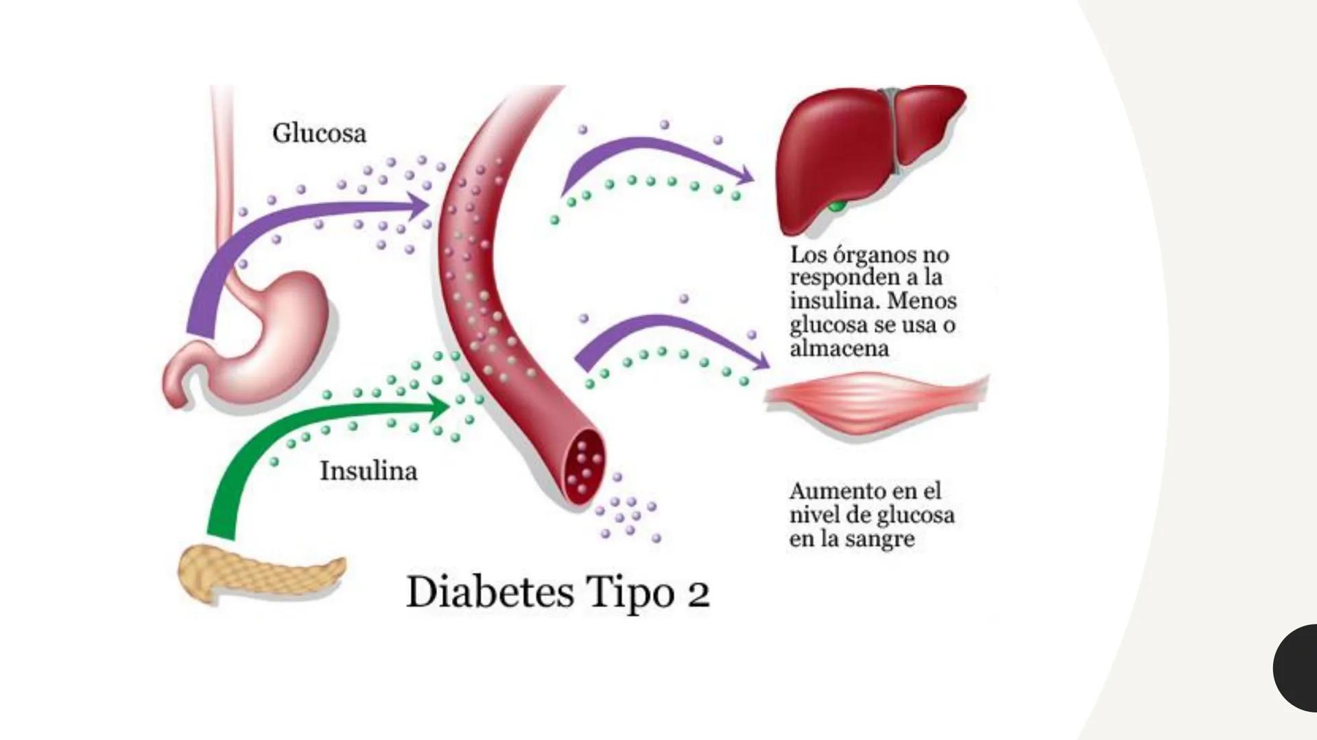 # CARBOHIDRATOS Los carbohidratos (hidratos de carbono)
incluyen azúcares, glucógeno, almidones y
celulosa. Si bien son un grupo grande y di