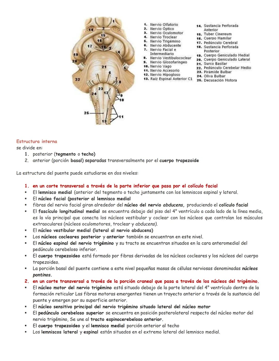 sistema nervioso central y periférico
SNC
El SNC y el sistema endocrino controlan las
funciones del cuerpo.
compuesto por células especia