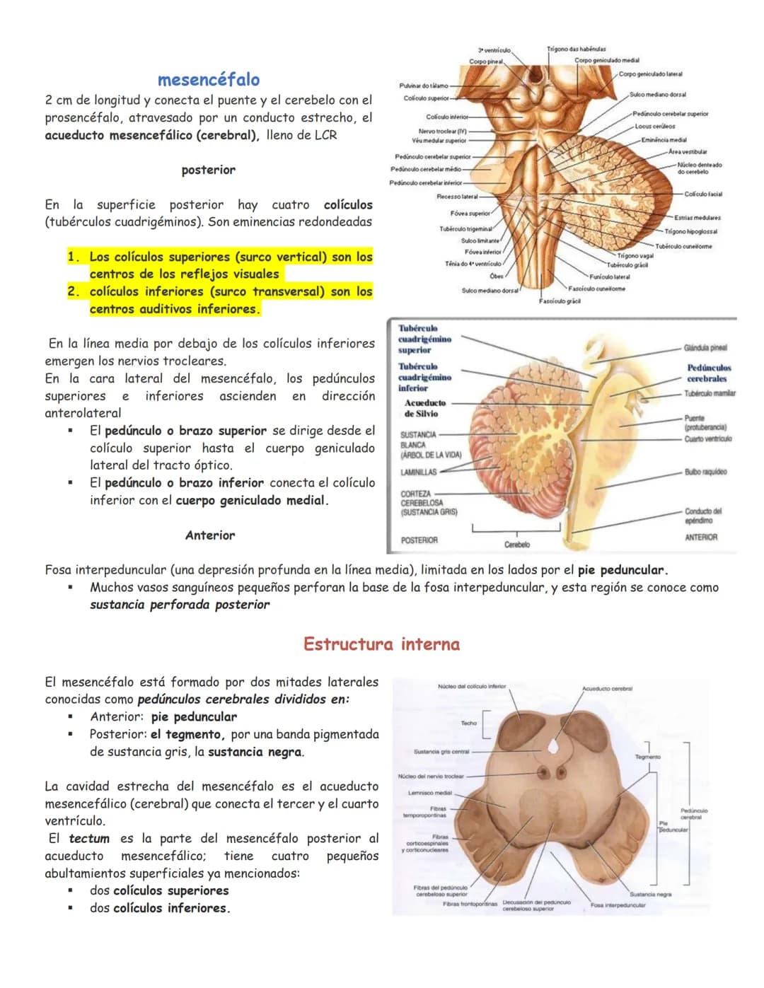 sistema nervioso central y periférico
SNC
El SNC y el sistema endocrino controlan las
funciones del cuerpo.
compuesto por células especia