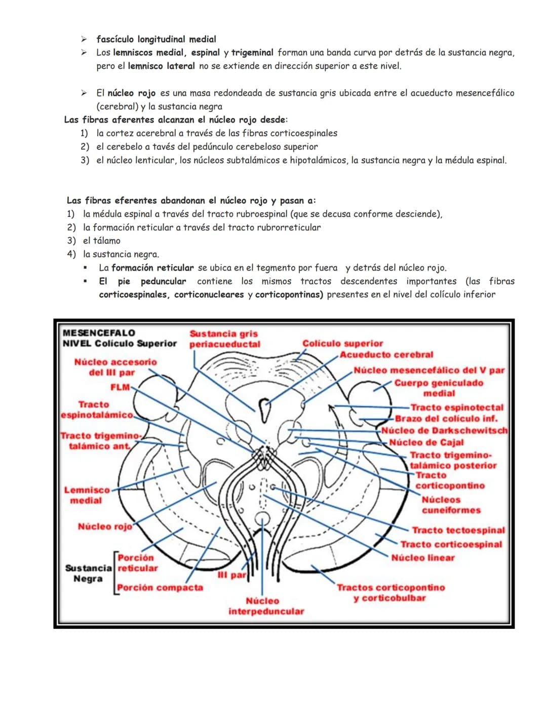 sistema nervioso central y periférico
SNC
El SNC y el sistema endocrino controlan las
funciones del cuerpo.
compuesto por células especia