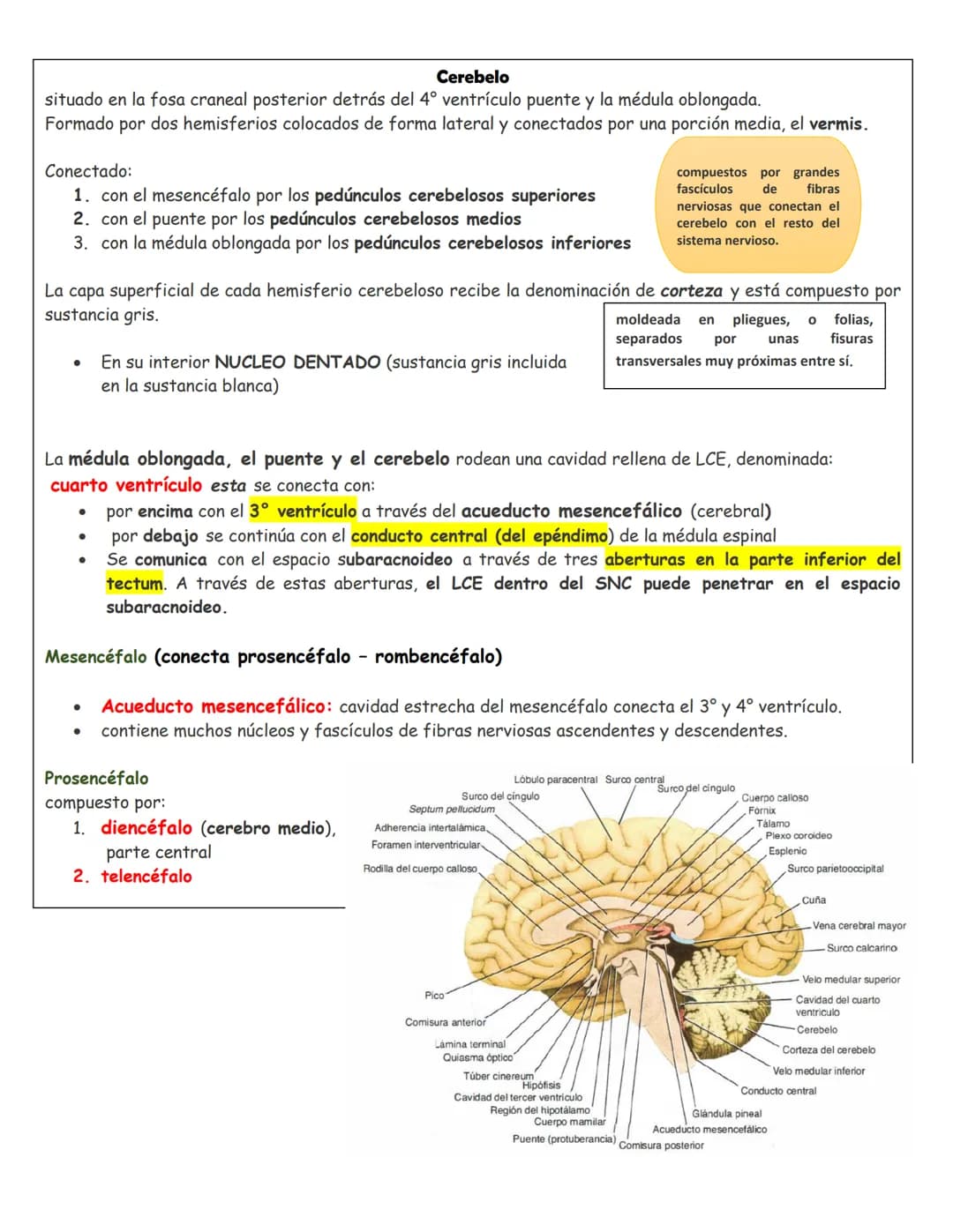 sistema nervioso central y periférico
SNC
El SNC y el sistema endocrino controlan las
funciones del cuerpo.
compuesto por células especia