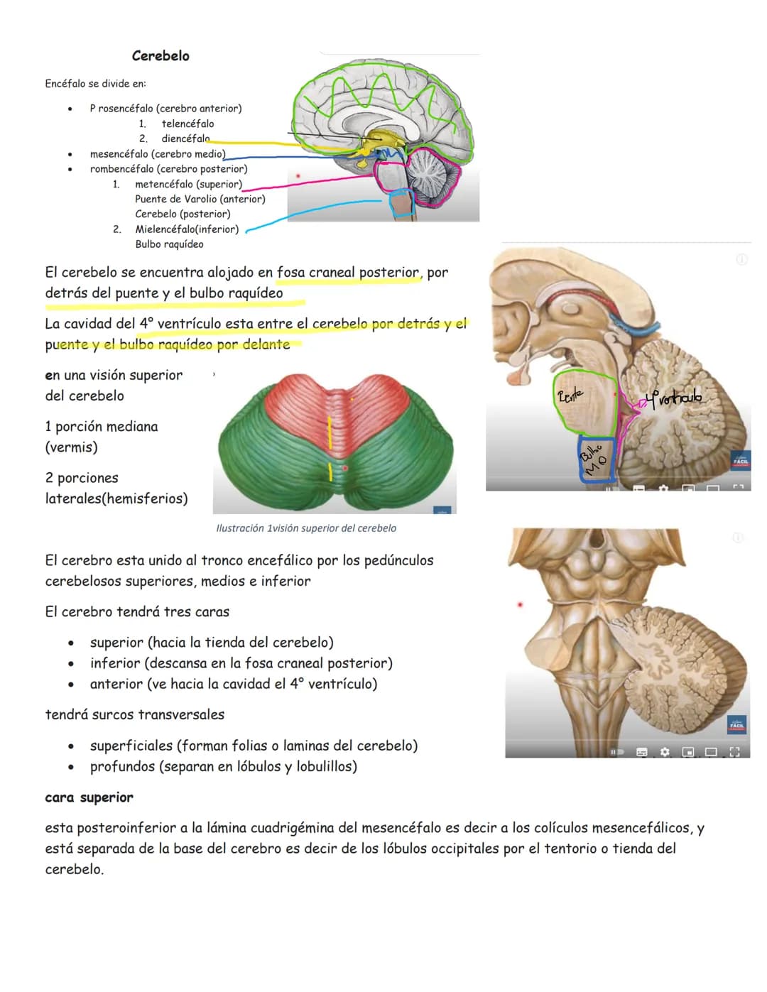 sistema nervioso central y periférico
SNC
El SNC y el sistema endocrino controlan las
funciones del cuerpo.
compuesto por células especia