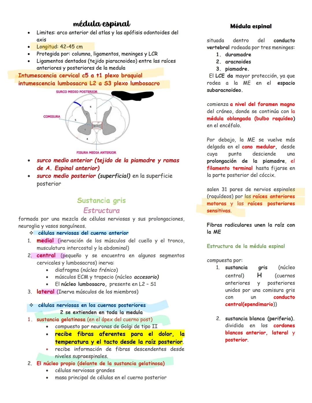 sistema nervioso central y periférico
SNC
El SNC y el sistema endocrino controlan las
funciones del cuerpo.
compuesto por células especia