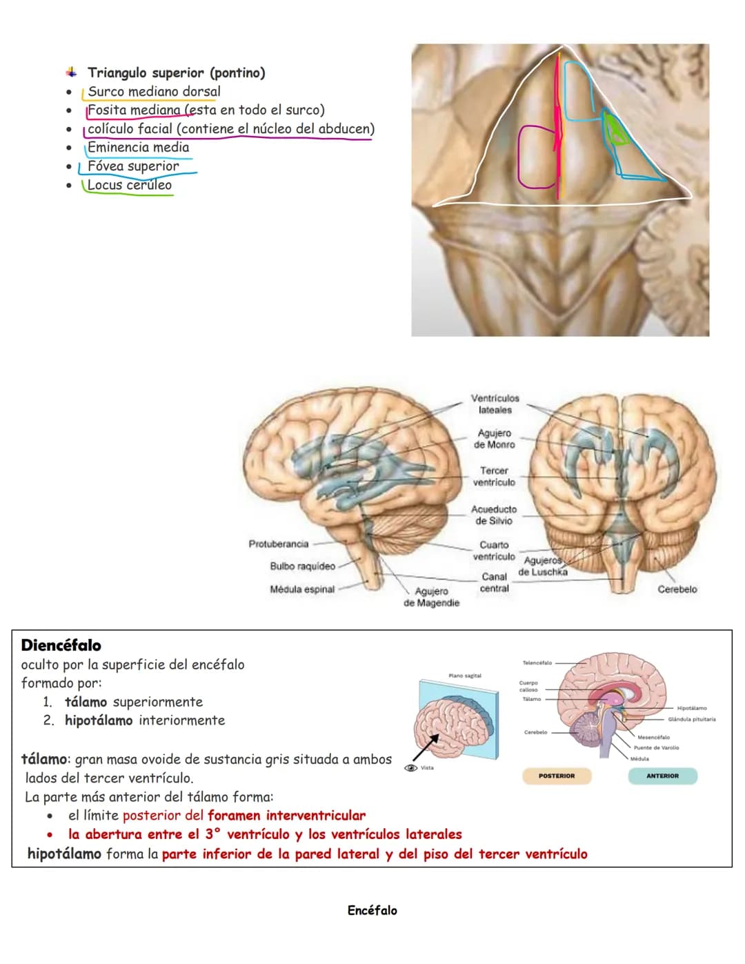 sistema nervioso central y periférico
SNC
El SNC y el sistema endocrino controlan las
funciones del cuerpo.
compuesto por células especia