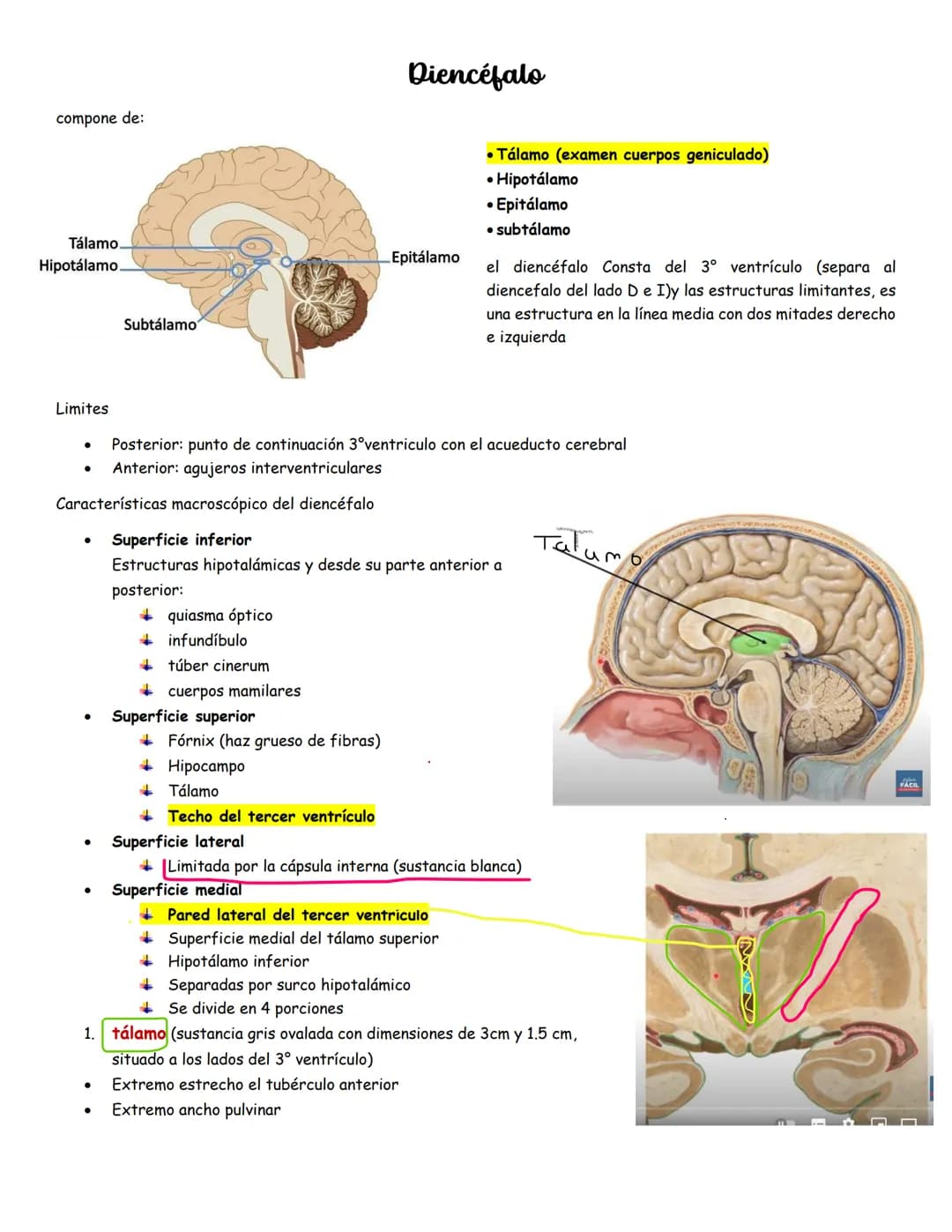 sistema nervioso central y periférico
SNC
El SNC y el sistema endocrino controlan las
funciones del cuerpo.
compuesto por células especia