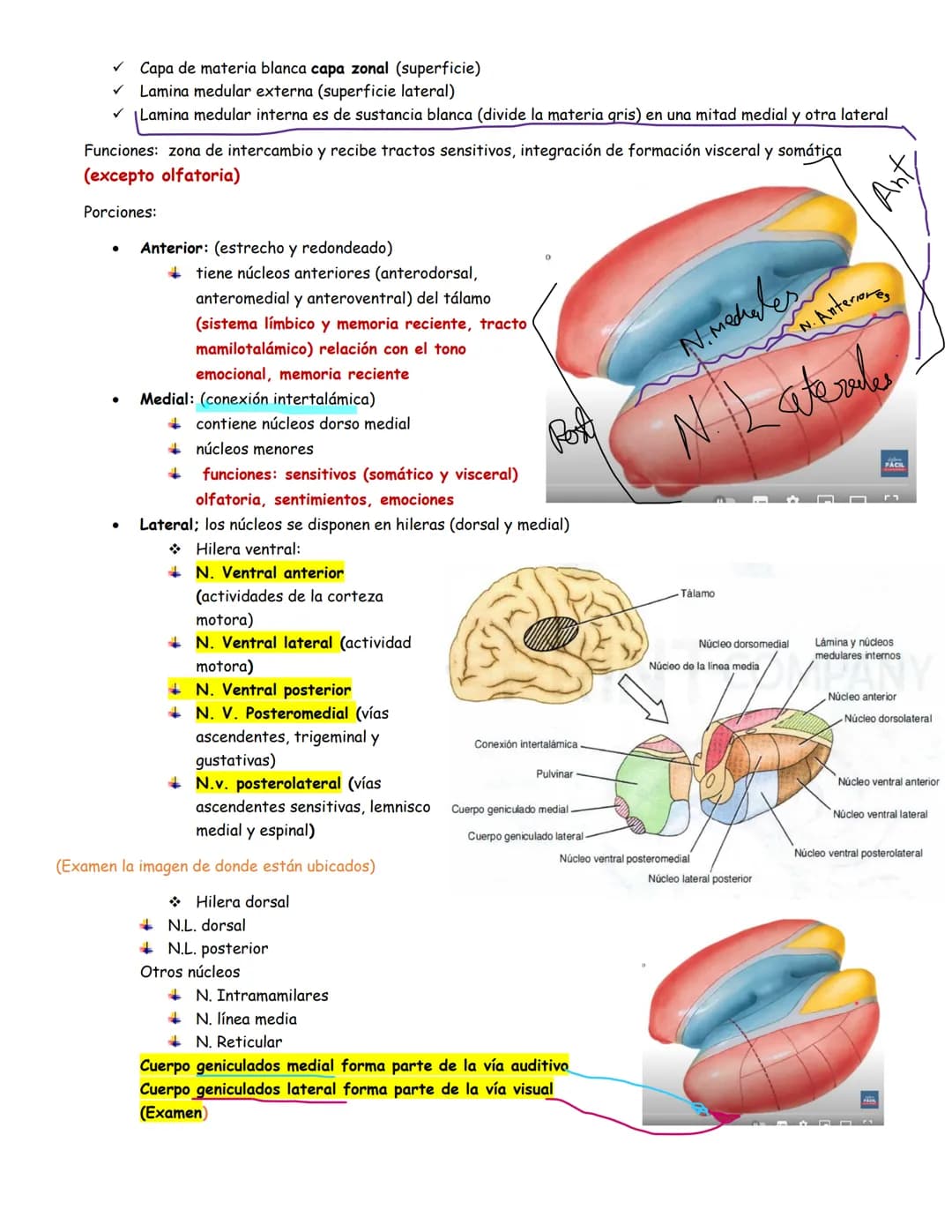 sistema nervioso central y periférico
SNC
El SNC y el sistema endocrino controlan las
funciones del cuerpo.
compuesto por células especia