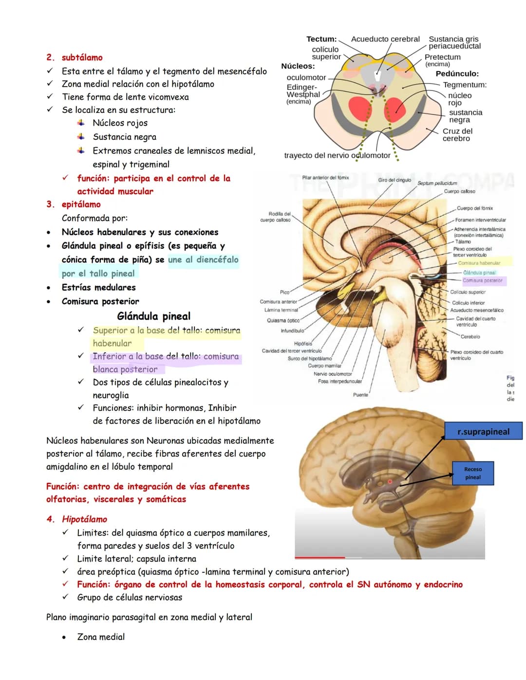 sistema nervioso central y periférico
SNC
El SNC y el sistema endocrino controlan las
funciones del cuerpo.
compuesto por células especia