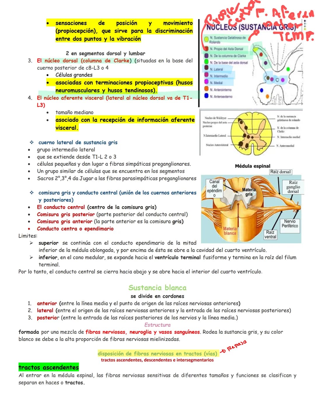 sistema nervioso central y periférico
SNC
El SNC y el sistema endocrino controlan las
funciones del cuerpo.
compuesto por células especia