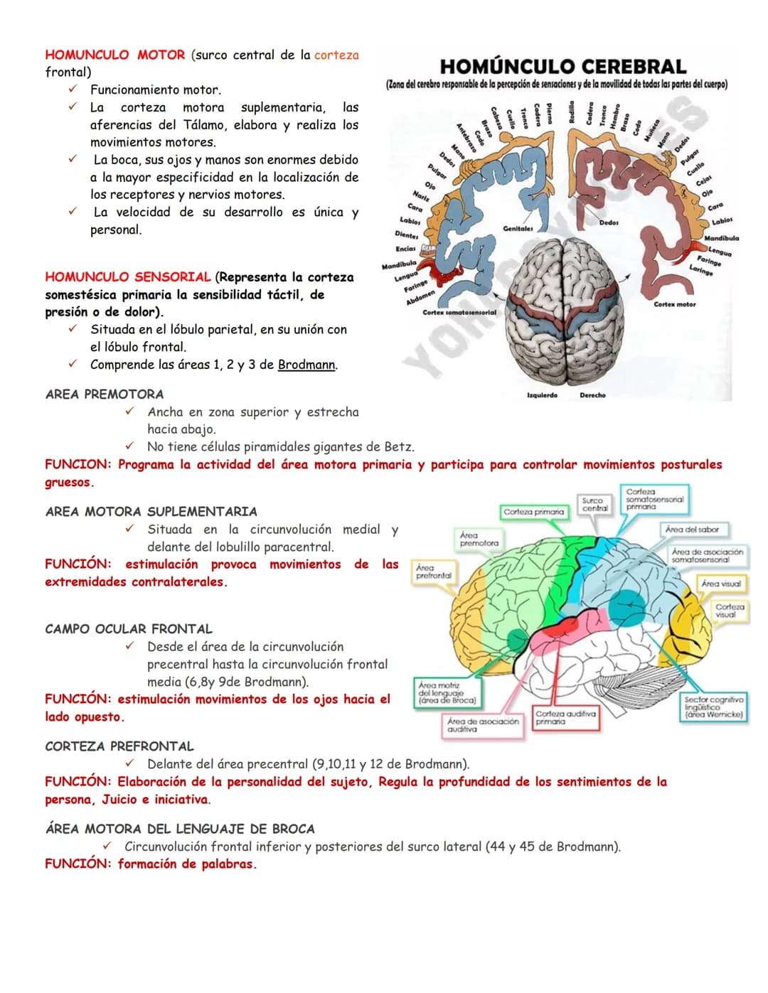 sistema nervioso central y periférico
SNC
El SNC y el sistema endocrino controlan las
funciones del cuerpo.
compuesto por células especia