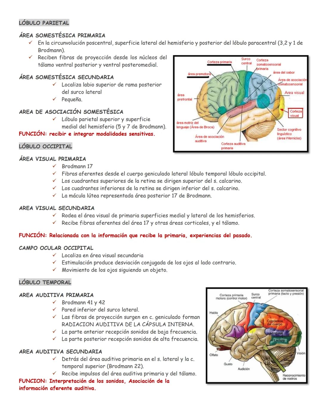 sistema nervioso central y periférico
SNC
El SNC y el sistema endocrino controlan las
funciones del cuerpo.
compuesto por células especia