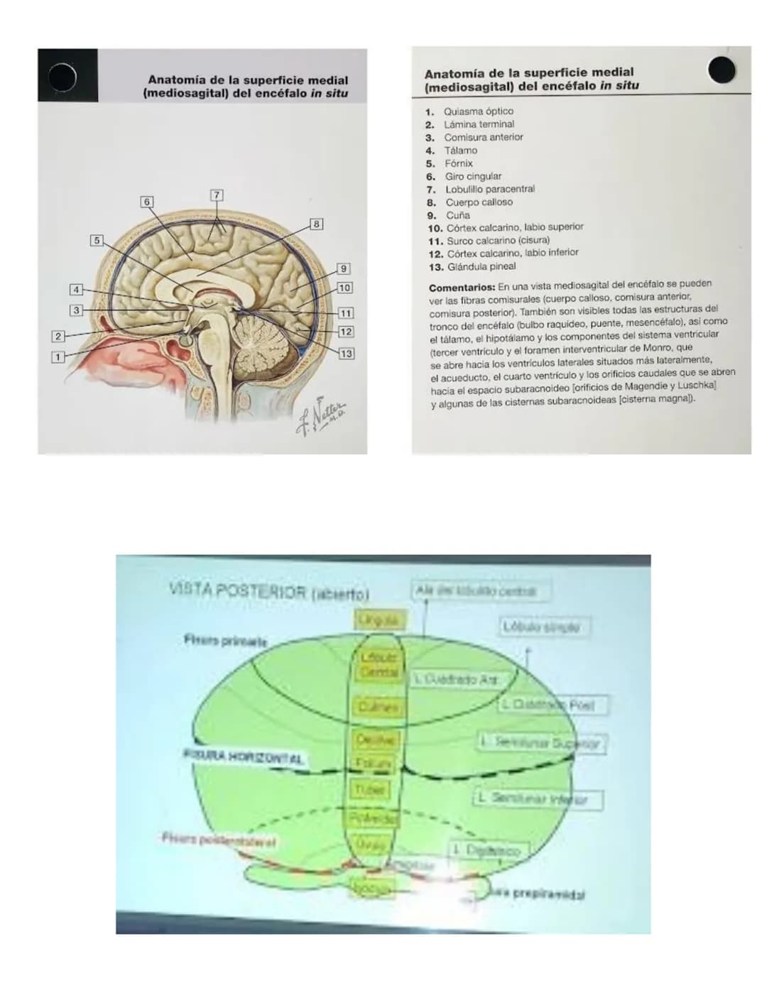 sistema nervioso central y periférico
SNC
El SNC y el sistema endocrino controlan las
funciones del cuerpo.
compuesto por células especia