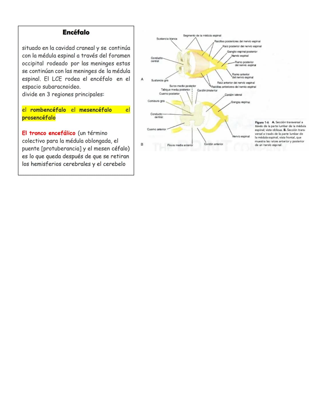 sistema nervioso central y periférico
SNC
El SNC y el sistema endocrino controlan las
funciones del cuerpo.
compuesto por células especia
